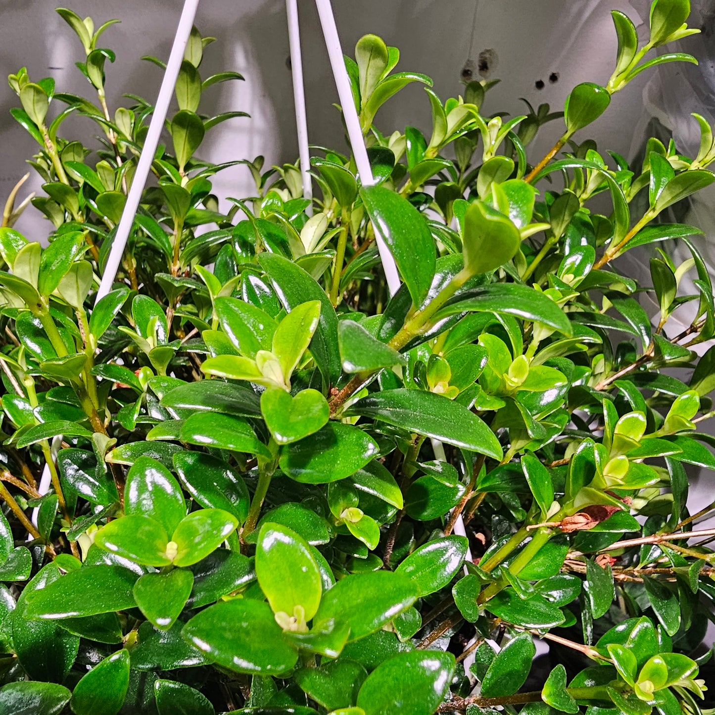 Goldfish Plant: Nematanthus gregarious - 8 inch hanging basket — indoor plant — indoor plant for sale by Promise Supply for delivery and pickup in Toronto.