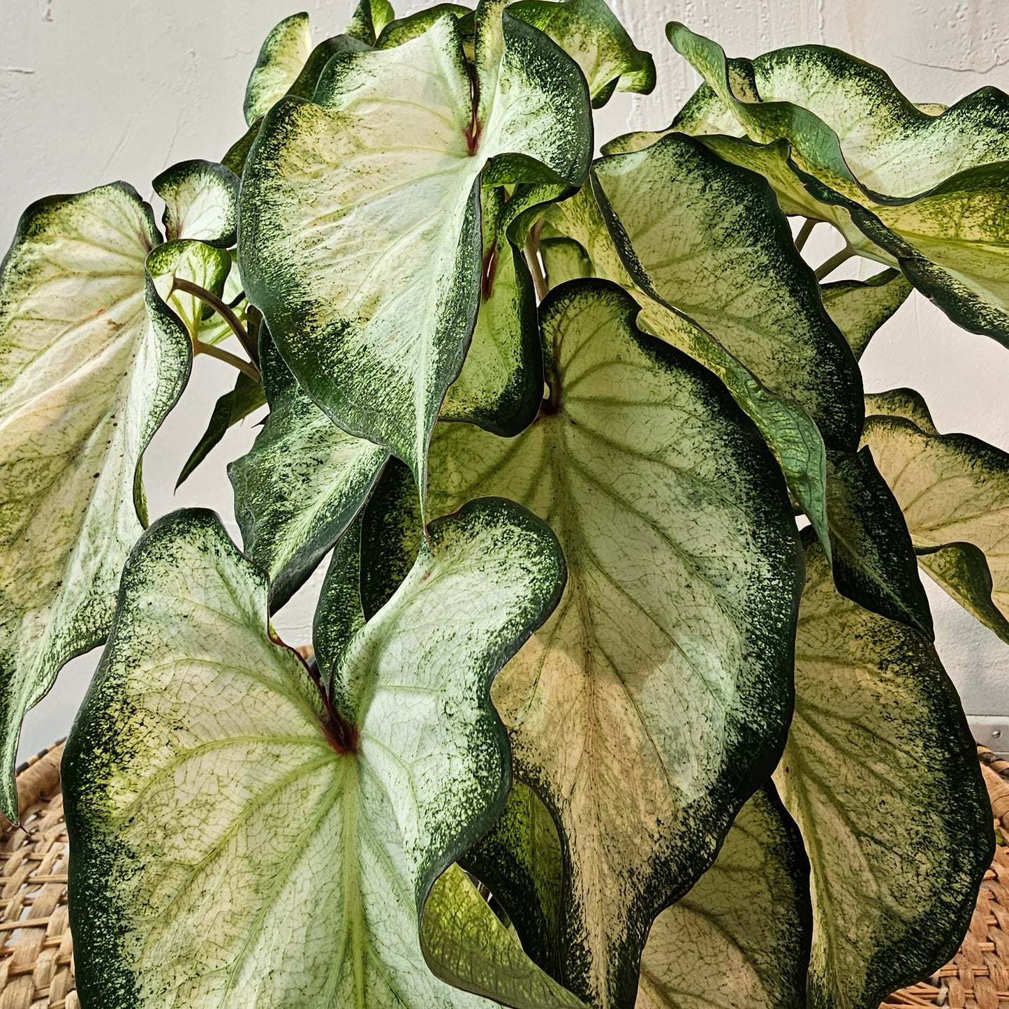 White Wonder Angel Wings: Caladium - 6 inch pot — indoor plant — indoor plant for sale by Promise Supply for delivery and pickup in Toronto.