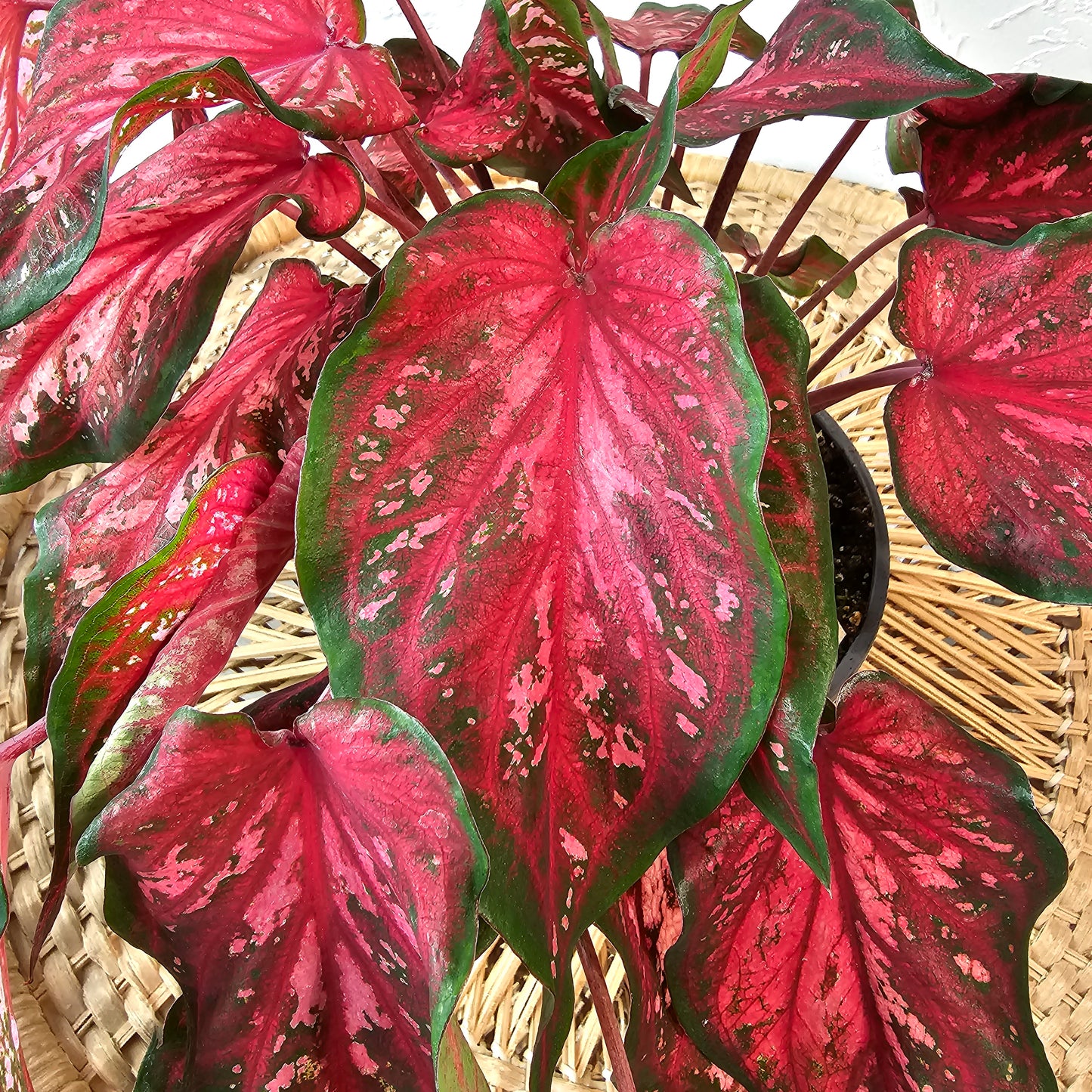 Scarlet Flame Angel Wings: Caladium - 6 inch pot — indoor plant — indoor plant for sale by Promise Supply for delivery and pickup in Toronto.