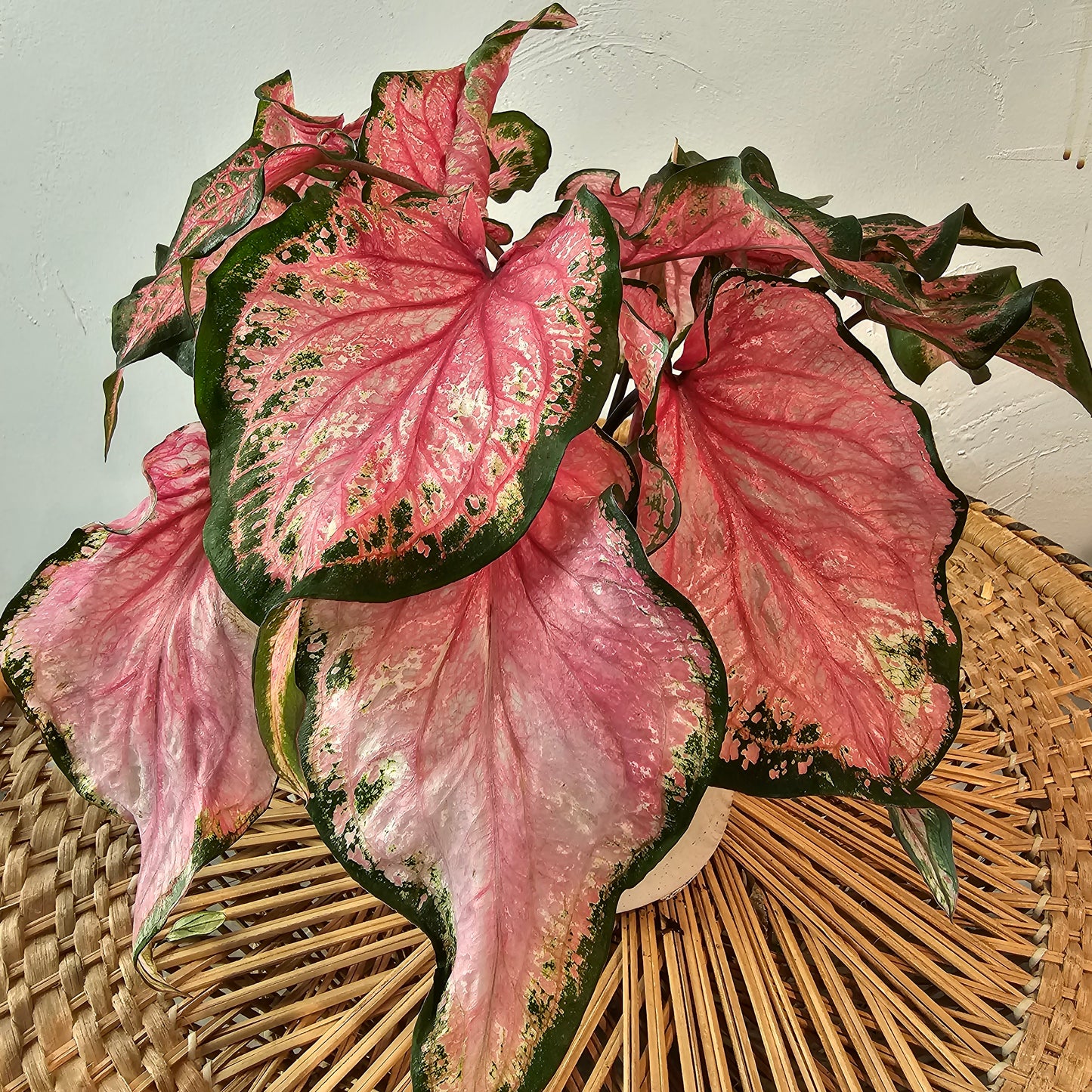 Va Va Violet Angel Wings: Caladium - 6 inch pot — indoor plant — indoor plant for sale by Promise Supply for delivery and pickup in Toronto.