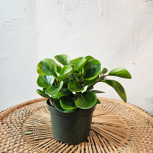 Variegated Baby Rubber Plant (Peperomia obtusifolia) in a 6 inch pot. Indoor plant for sale by Promise Supply for delivery and pickup in Toronto