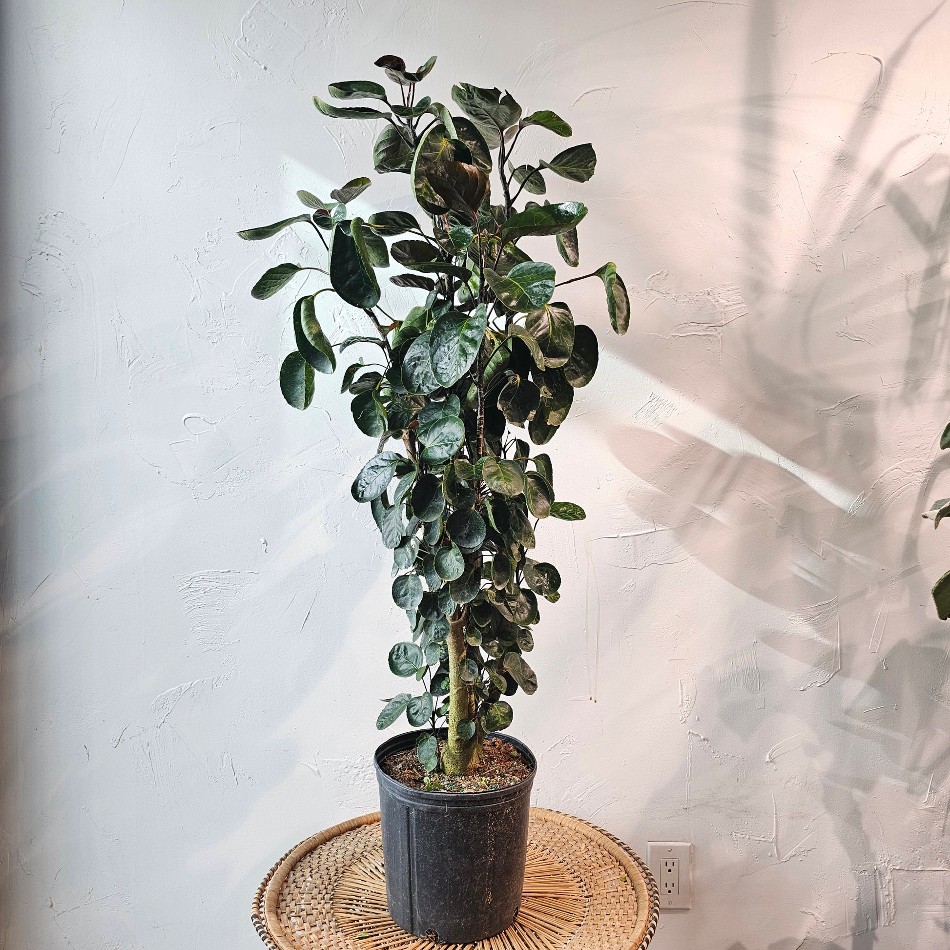 Fabian Aralia: Polyscias scutellaria - 12 inch pot - 4.5-5 foot tall — indoor plant — indoor plant for sale by Promise Supply for delivery and pickup in Toronto.
