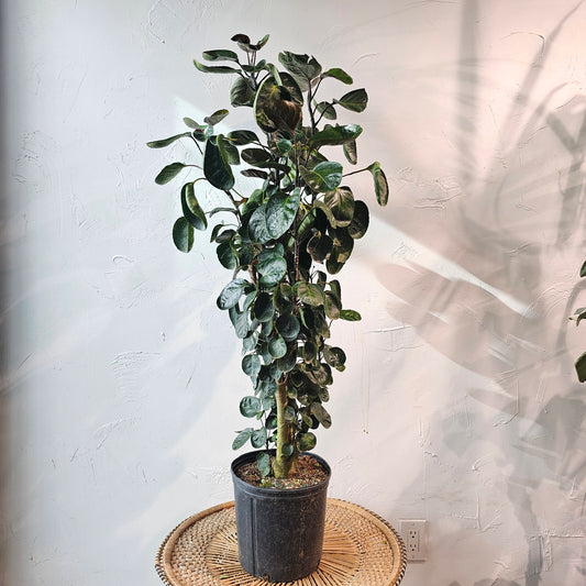 Fabian Aralia: Polyscias scutellaria - 12 inch pot - 4.5-5 foot tall — indoor plant — indoor plant for sale by Promise Supply for delivery and pickup in Toronto.