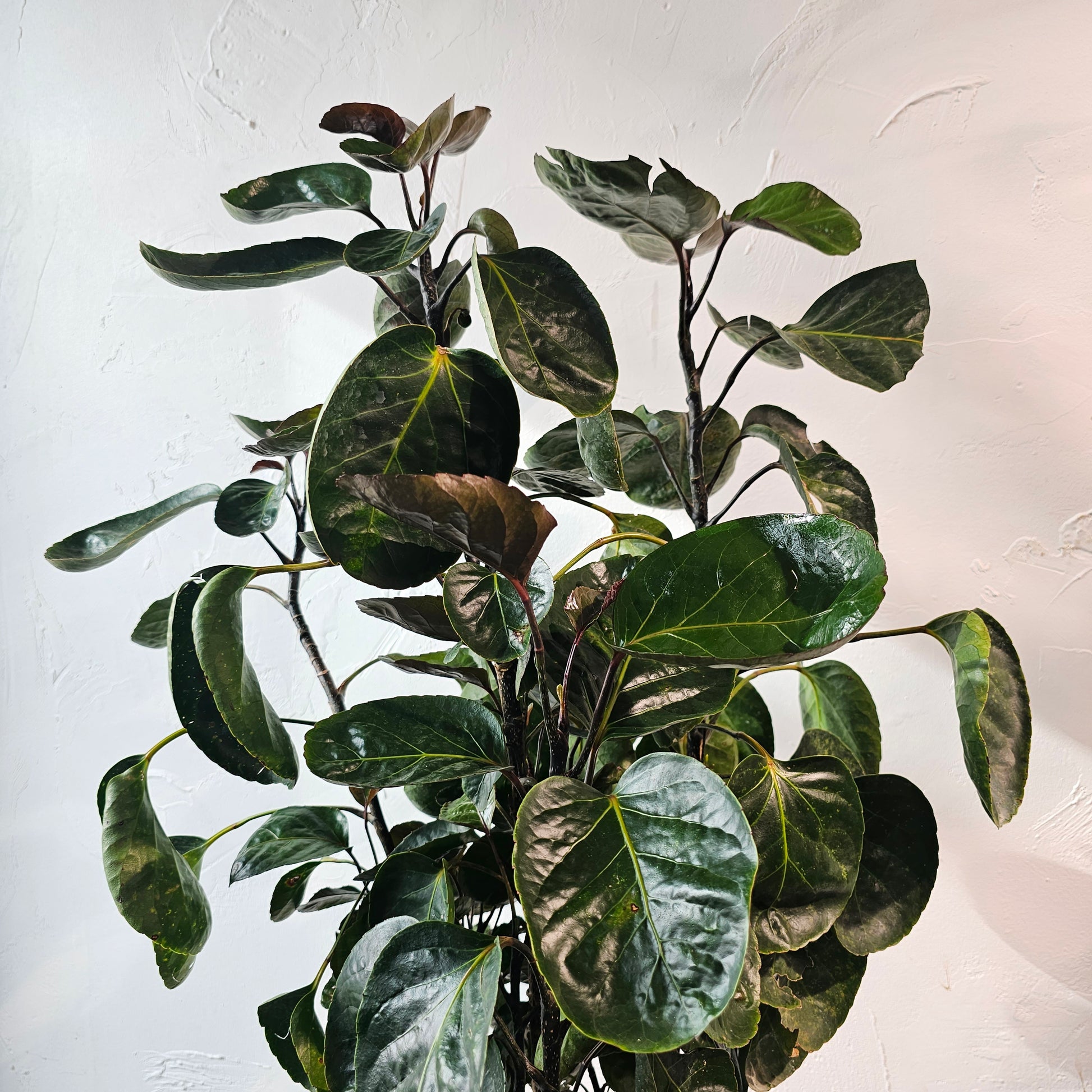 Fabian Aralia: Polyscias scutellaria - 12 inch pot - 4.5-5 foot tall — indoor plant — indoor plant for sale by Promise Supply for delivery and pickup in Toronto.