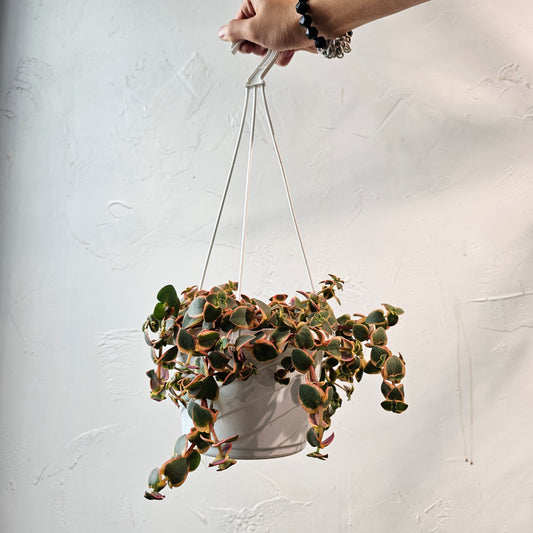 Calico Kitten Jade: Crassula pellucida 'Variegata' - 8 inch hanging basket — indoor plant — indoor plant for sale by Promise Supply for delivery and pickup in Toronto.