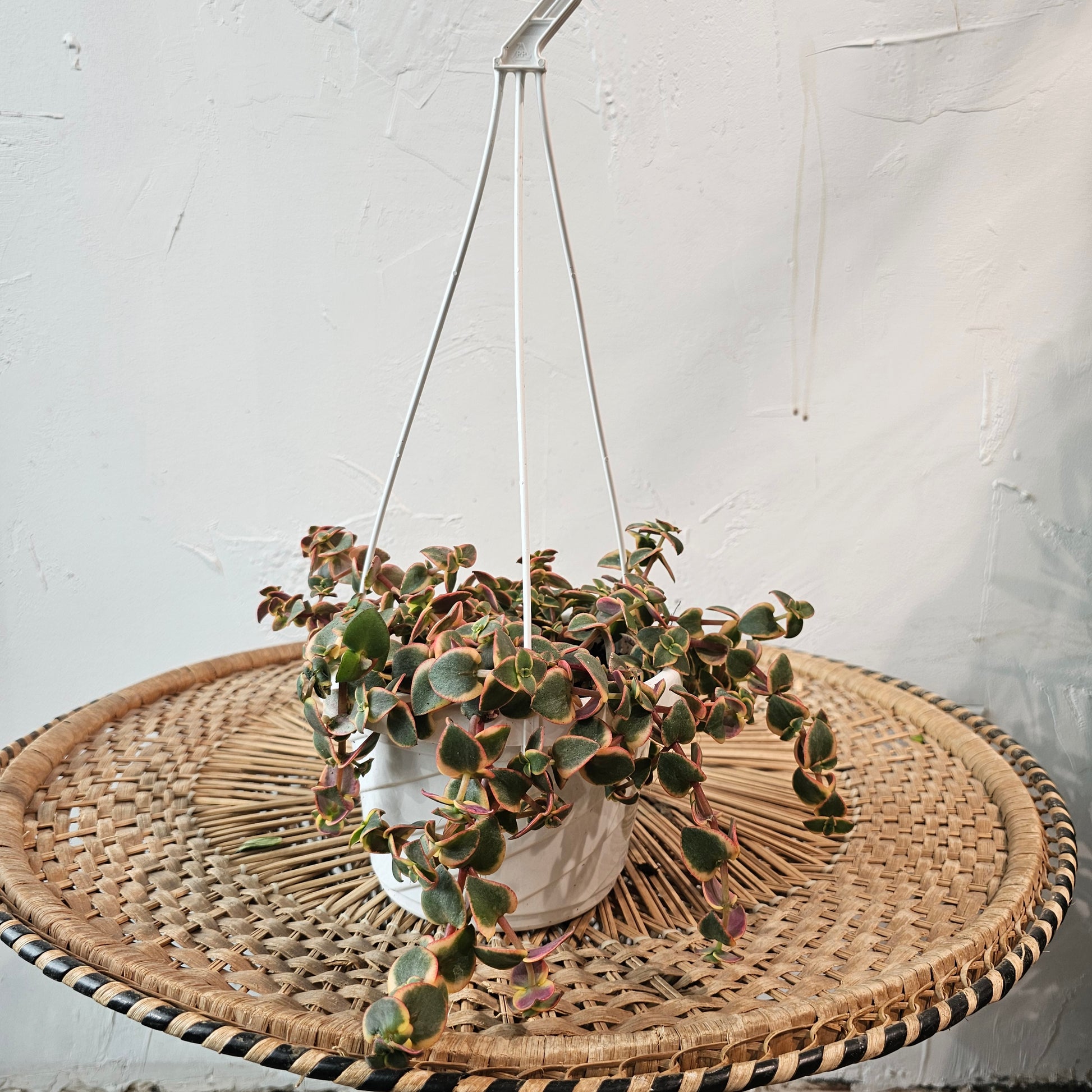 Calico Kitten Jade: Crassula pellucida 'Variegata' - 8 inch hanging basket — indoor plant — indoor plant for sale by Promise Supply for delivery and pickup in Toronto.