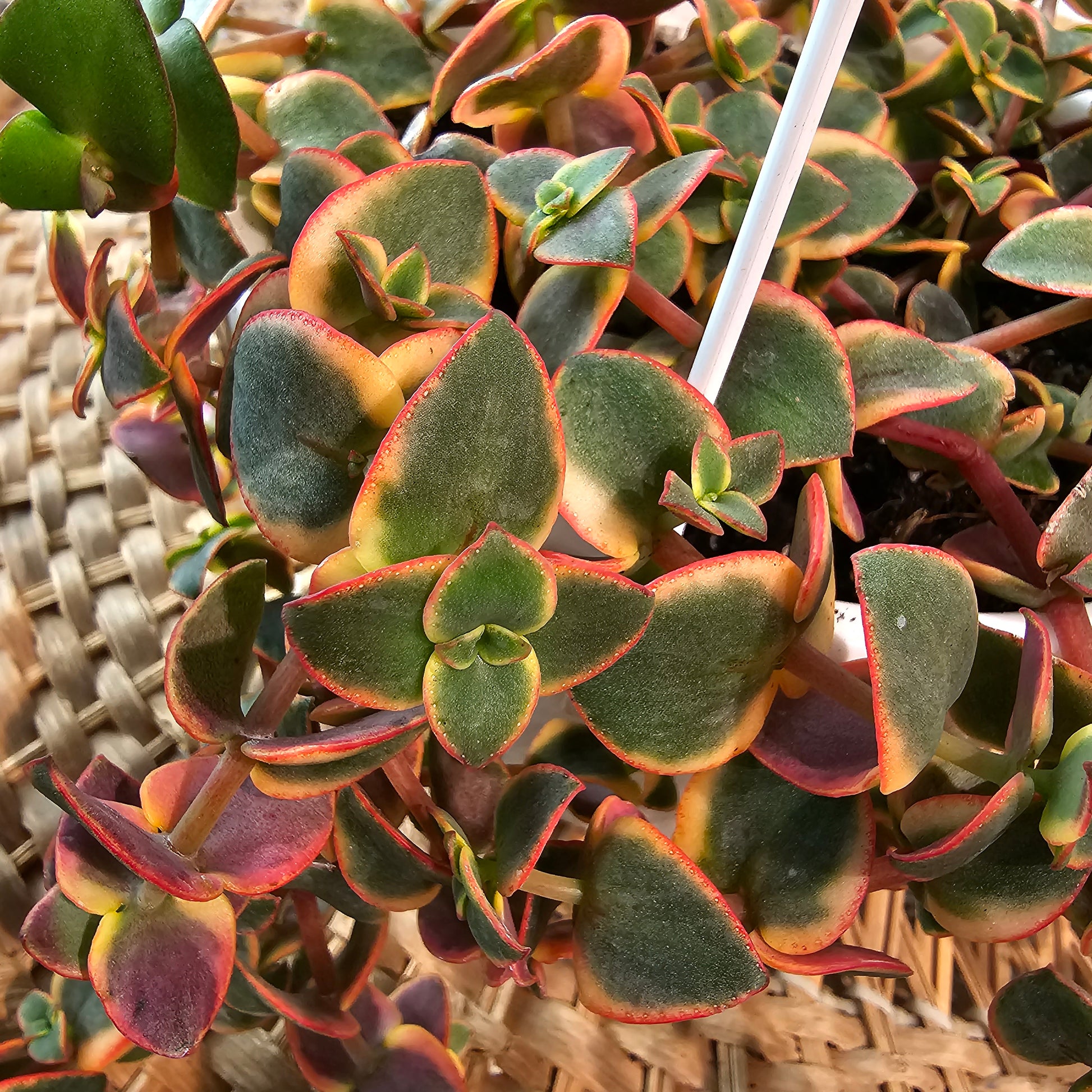 Calico Kitten Jade: Crassula pellucida 'Variegata' - 8 inch hanging basket — indoor plant — indoor plant for sale by Promise Supply for delivery and pickup in Toronto.
