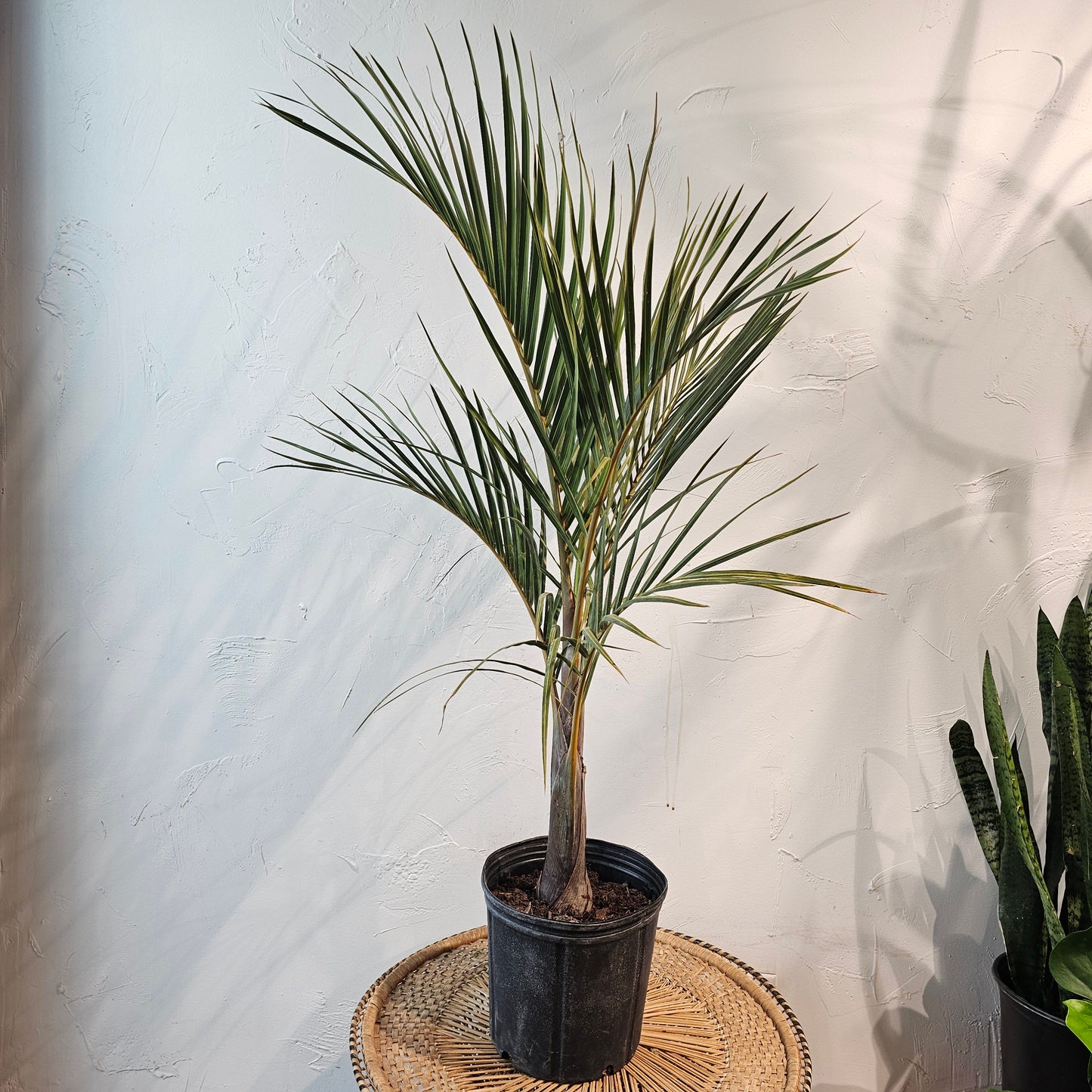Spindle Palm (Hyophorbe verschaffeltii) in a 10 inch pot. Indoor plant for sale by Promise Supply for delivery and pickup in Toronto