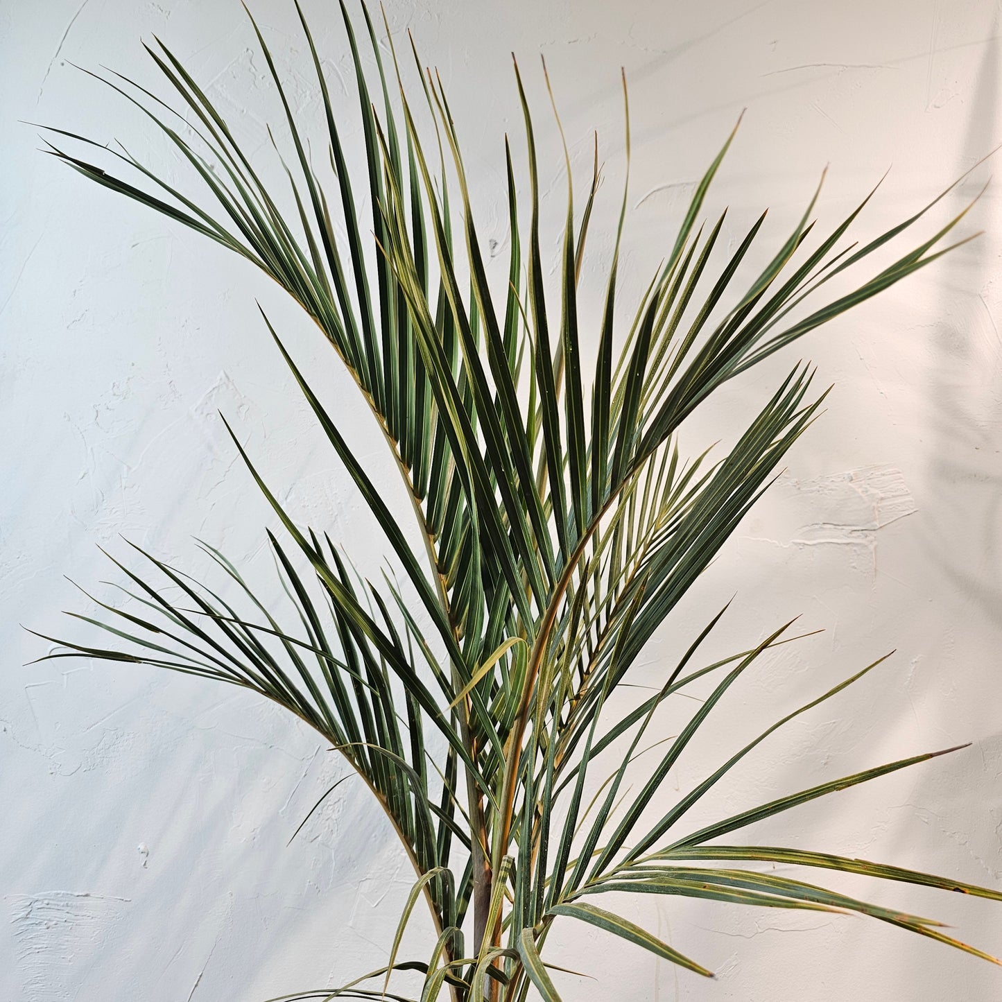 Spindle Palm (Hyophorbe verschaffeltii) in a 10 inch pot. Indoor plant for sale by Promise Supply for delivery and pickup in Toronto