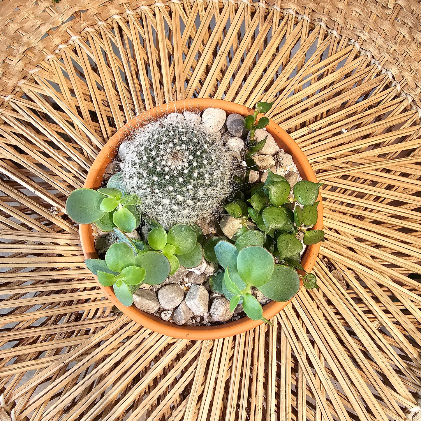 Succulent Garden: Assorted Succulents in a Terracotta Pot with Drainage - 5 inch — indoor plant — indoor plant for sale by Promise Supply for delivery and pickup in Toronto.