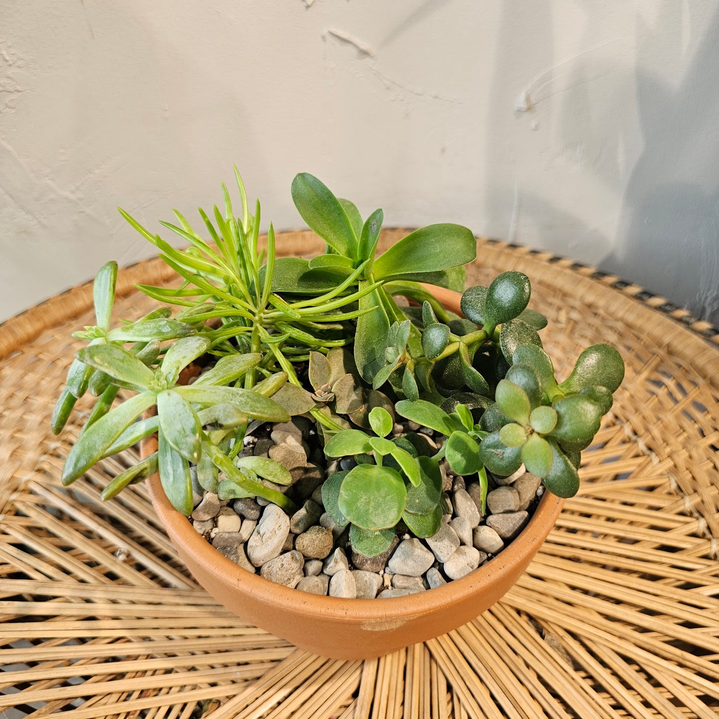 Succulent Garden: Assorted Succulents in a Terracotta Pot with Drainage - 6 inch