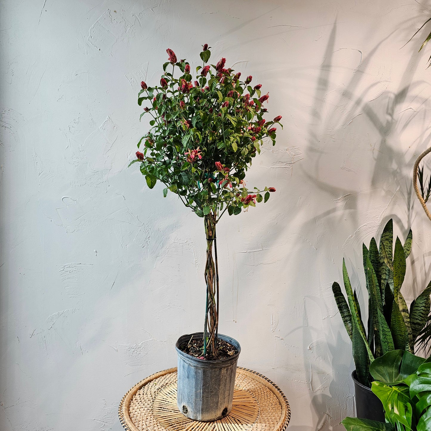 Mexican Shrimp Plant (Justicia brandegeeana) in a 10 inch pot. Indoor plant for sale by Promise Supply for delivery and pickup in Toronto