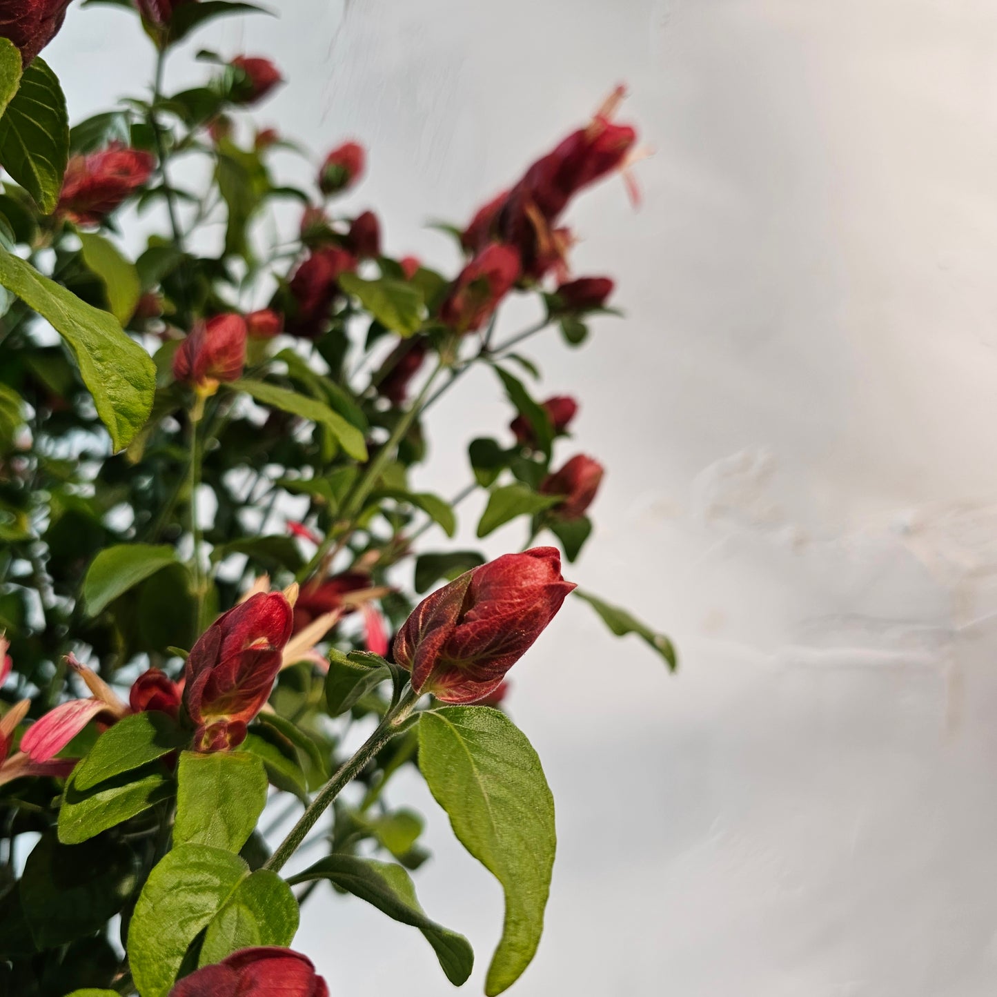 Mexican Shrimp Plant: Justicia brandegeeana - 10 inch pot — indoor plant — indoor plant for sale by Promise Supply for delivery and pickup in Toronto.