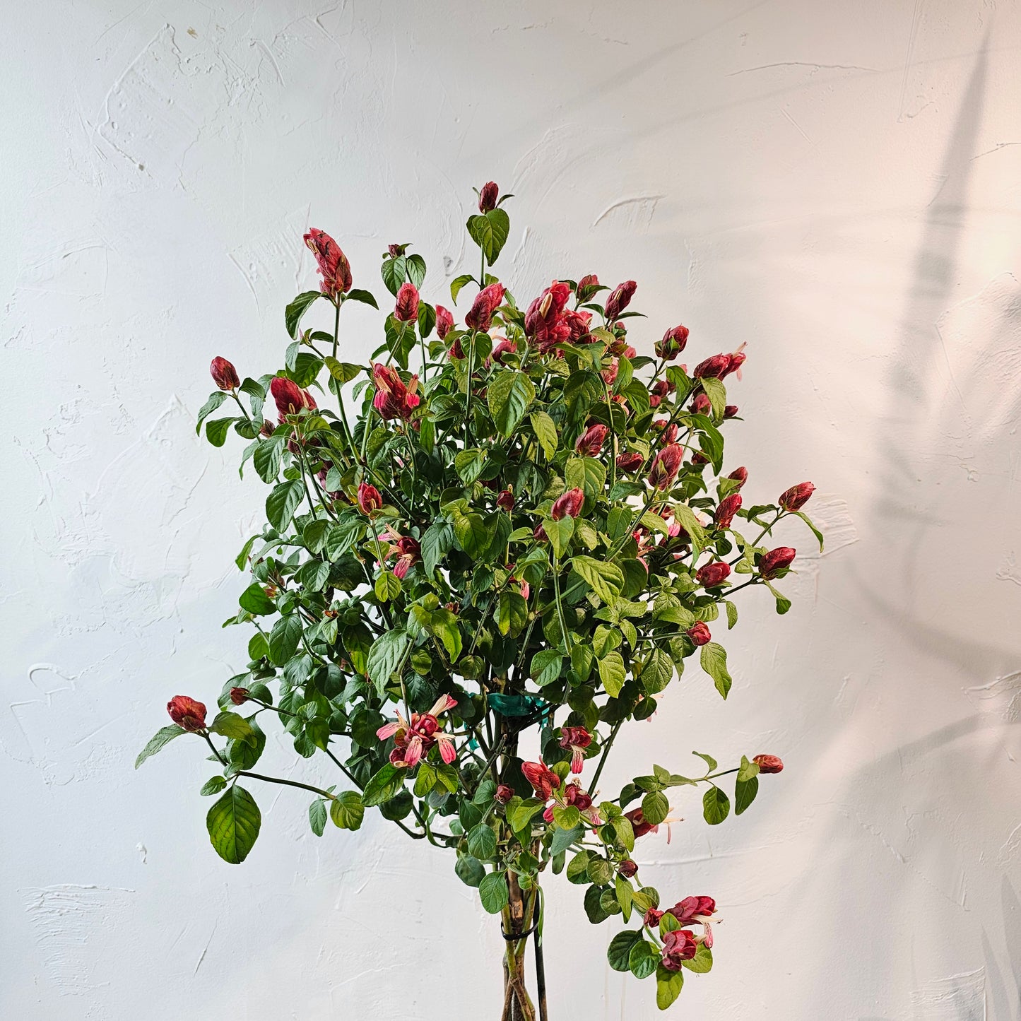 Mexican Shrimp Plant (Justicia brandegeeana) in a 10 inch pot. Indoor plant for sale by Promise Supply for delivery and pickup in Toronto