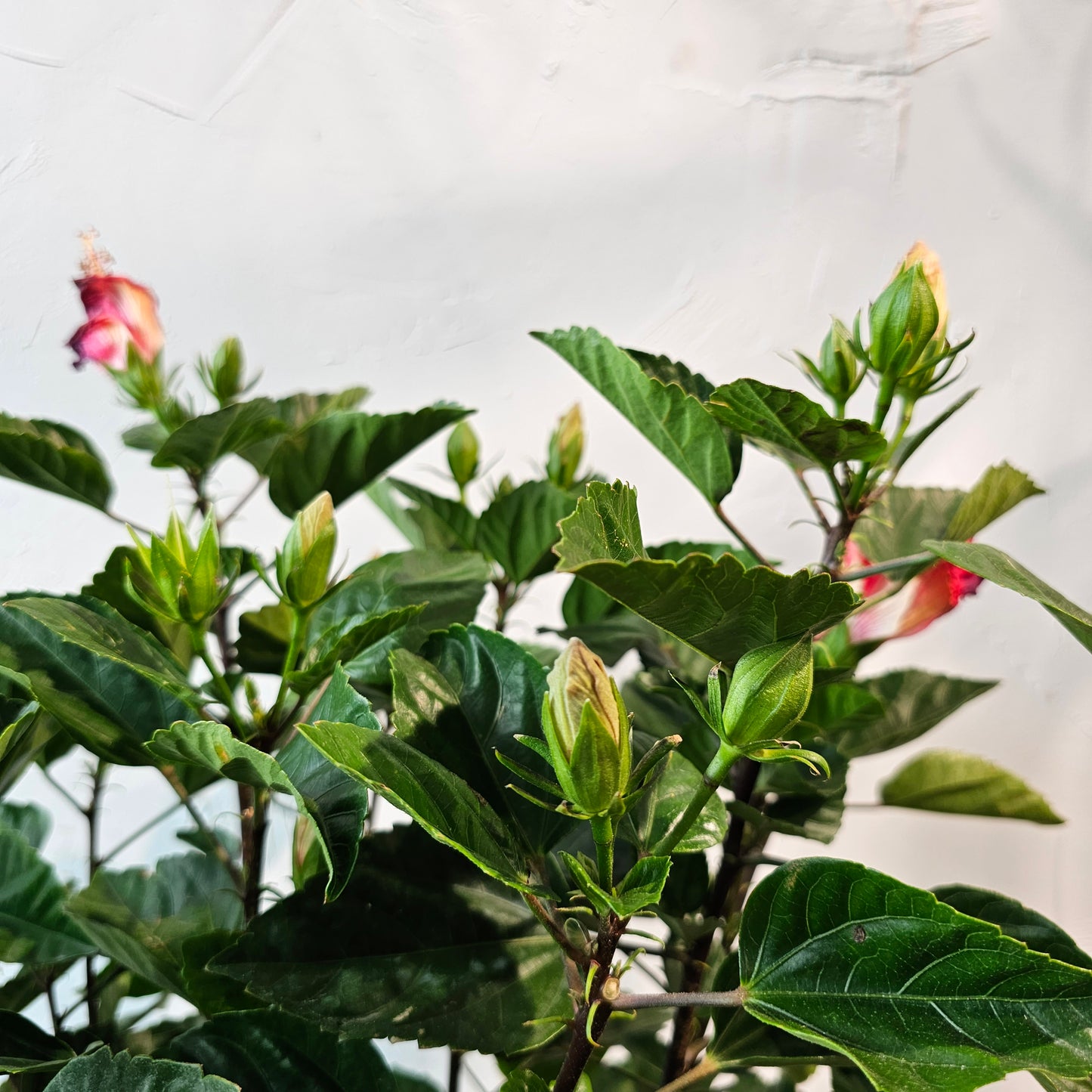 Hibiscus Bush: Hibiscus rosa-sinensis 'Chinese' - 10 inch pot - 2-3 foot tall — indoor plant — indoor plant for sale by Promise Supply for delivery and pickup in Toronto.