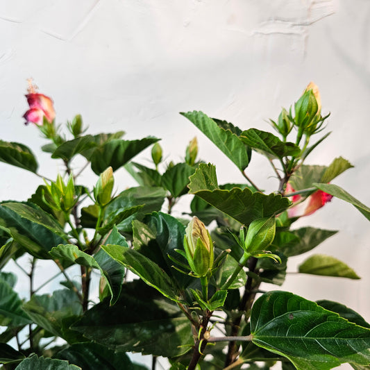 Hibiscus Bush: Hibiscus rosa-sinensis 'Chinese' - 10 inch pot - 2-3 foot tall — indoor plant — indoor plant for sale by Promise Supply for delivery and pickup in Toronto.