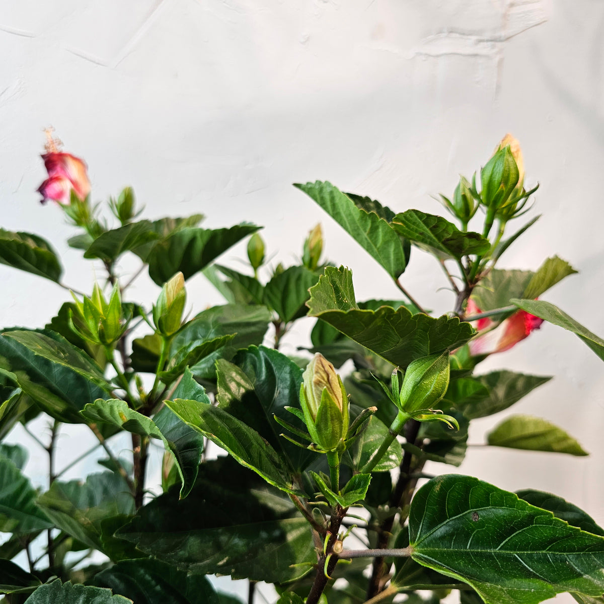 Hibiscus Bush: Hibiscus rosa-sinensis - 12 inch pot - 3-3.5 foot tall
