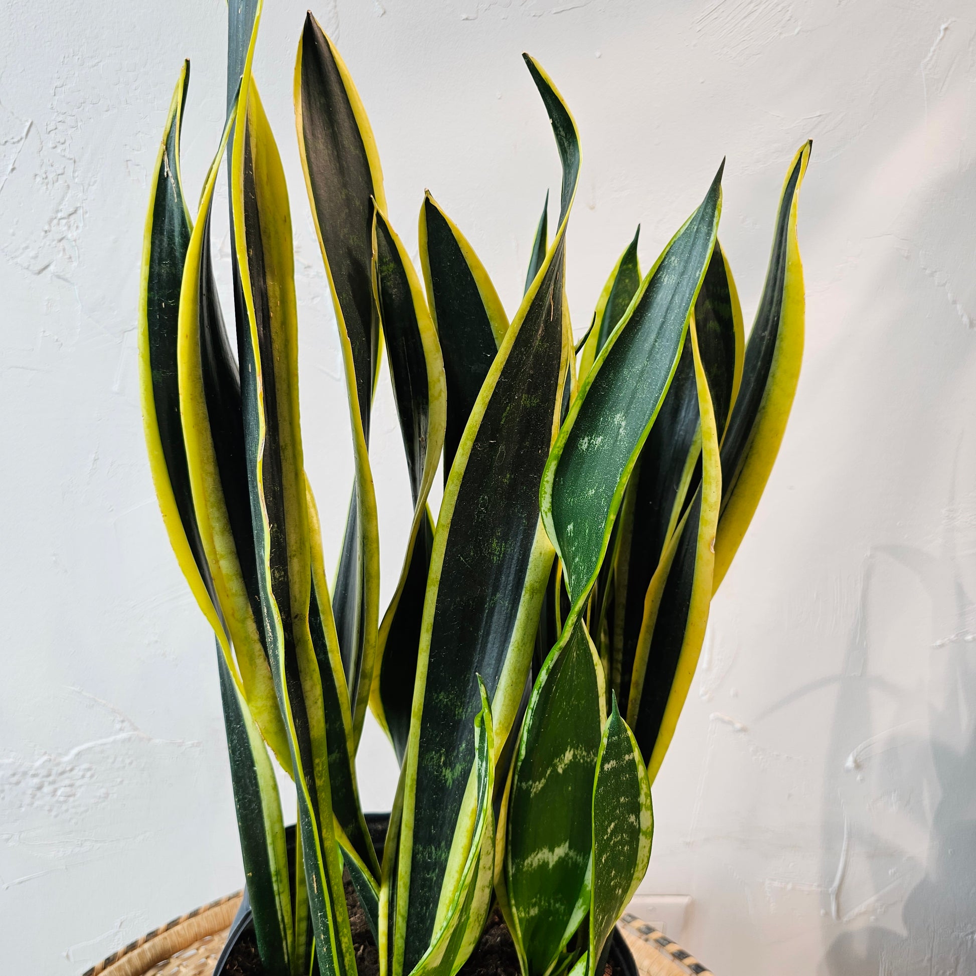 Black Gold Snake Plant: Sansevieria trifasciata - 8 inch pot - 2 foot tall — indoor plant — indoor plant for sale by Promise Supply for delivery and pickup in Toronto.
