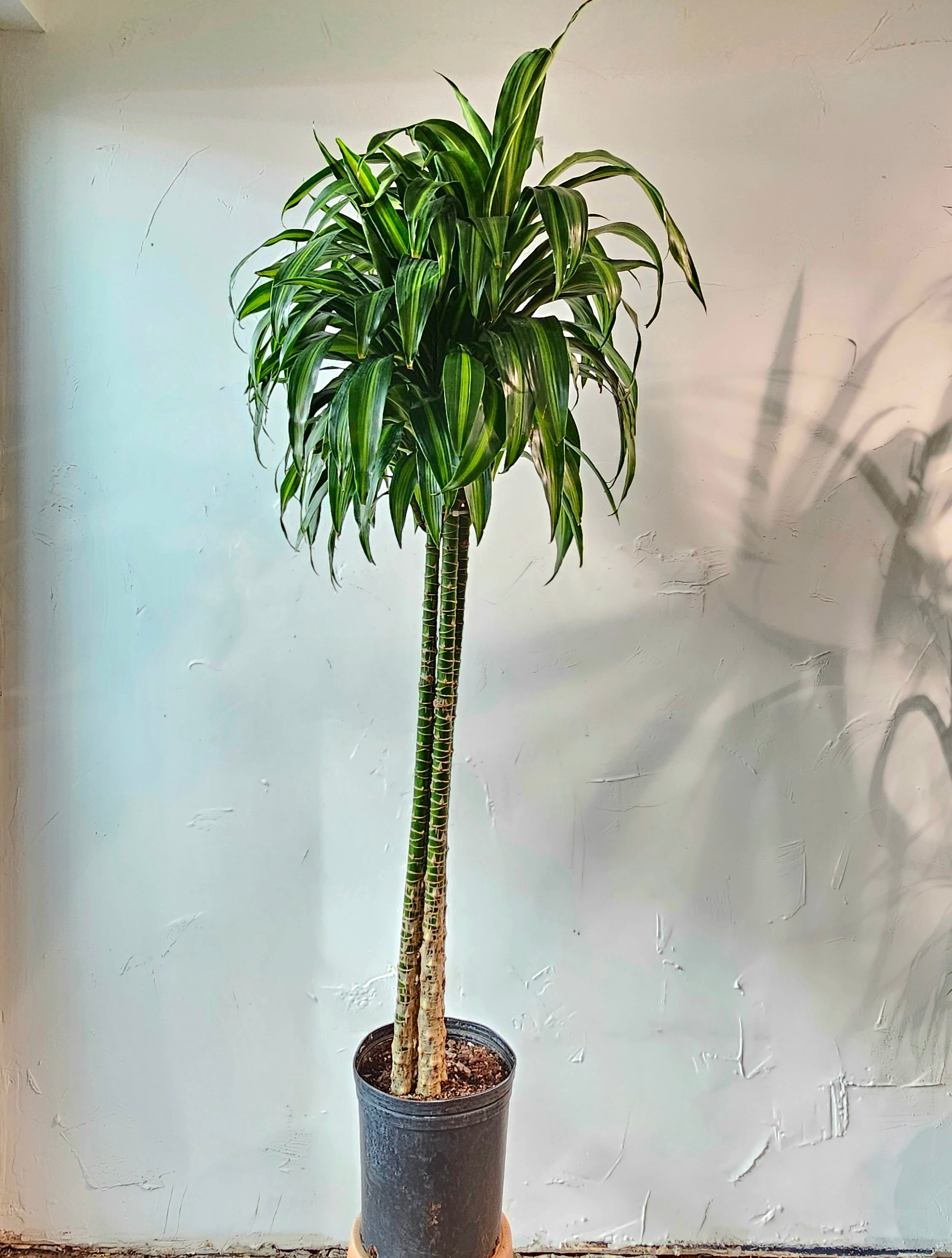 Dracaena Fragrans - 'Hawaiian Sunshine' - 24cm Pot - Altura 130-140cm