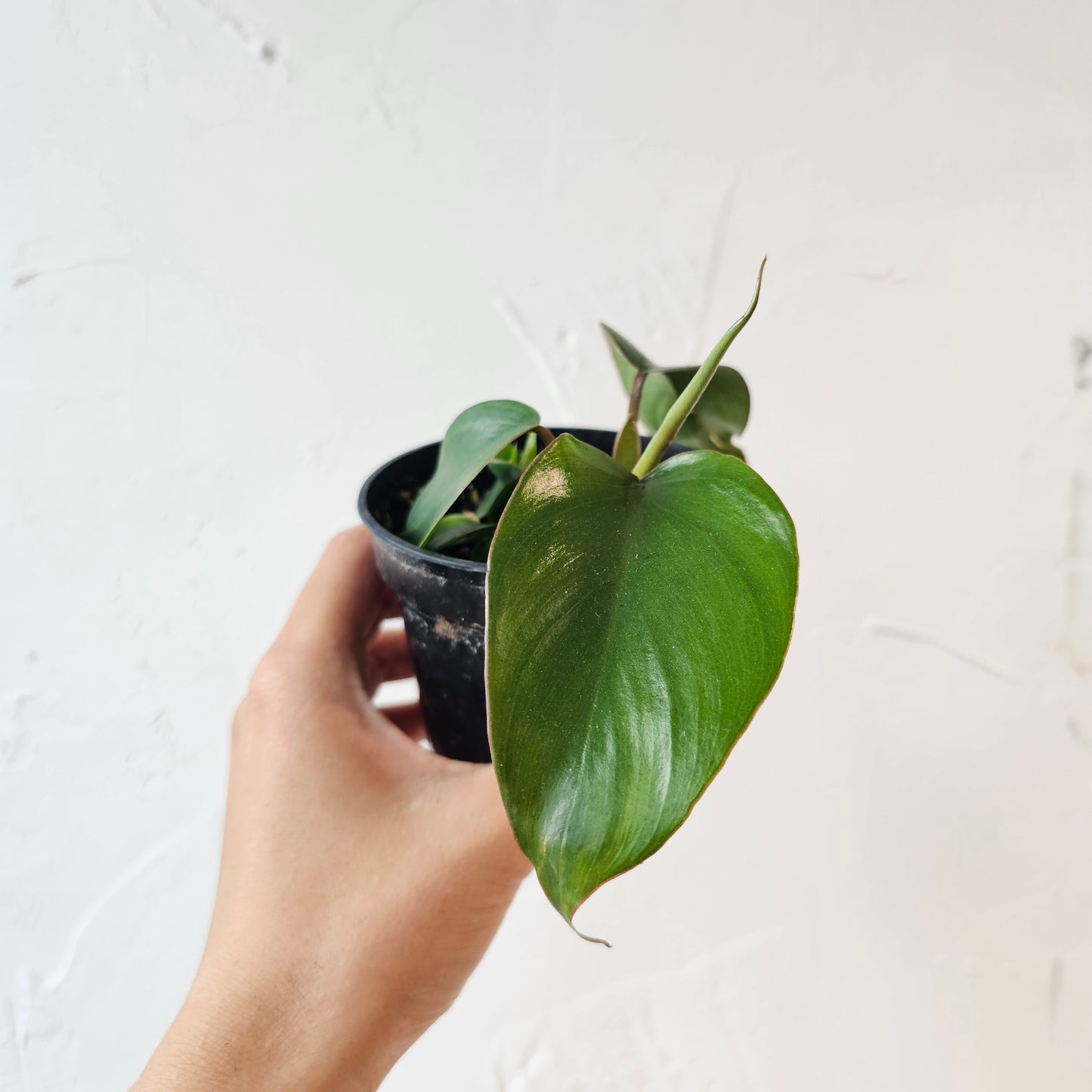 (Philodendron) in a 4 inch pot. Indoor plant for sale by Promise Supply for delivery and pickup in Toronto