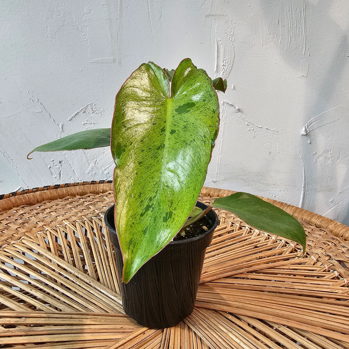 Paraiso Verde (Philodendron ssp.) in a 4 inch pot. Indoor plant for sale by Promise Supply for delivery and pickup in Toronto