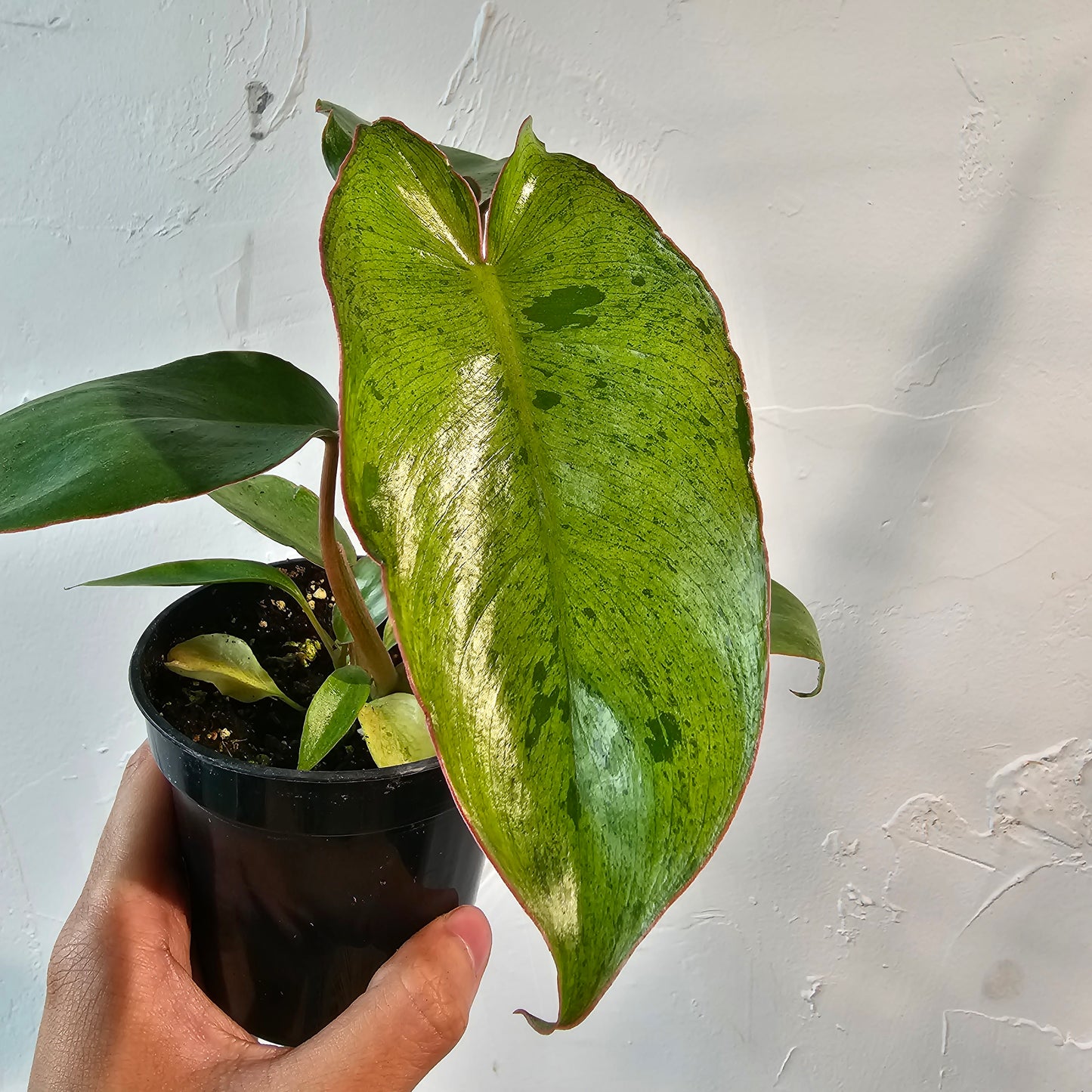Paraiso Verde (Philodendron ssp.) in a 4 inch pot. Indoor plant for sale by Promise Supply for delivery and pickup in Toronto