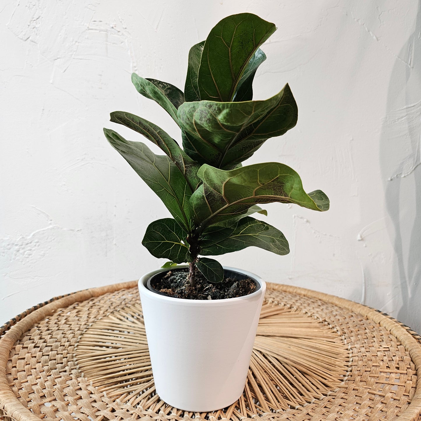 Mandy White Matte Ceramic Pot Fits up to 5 inch Nursery Pot