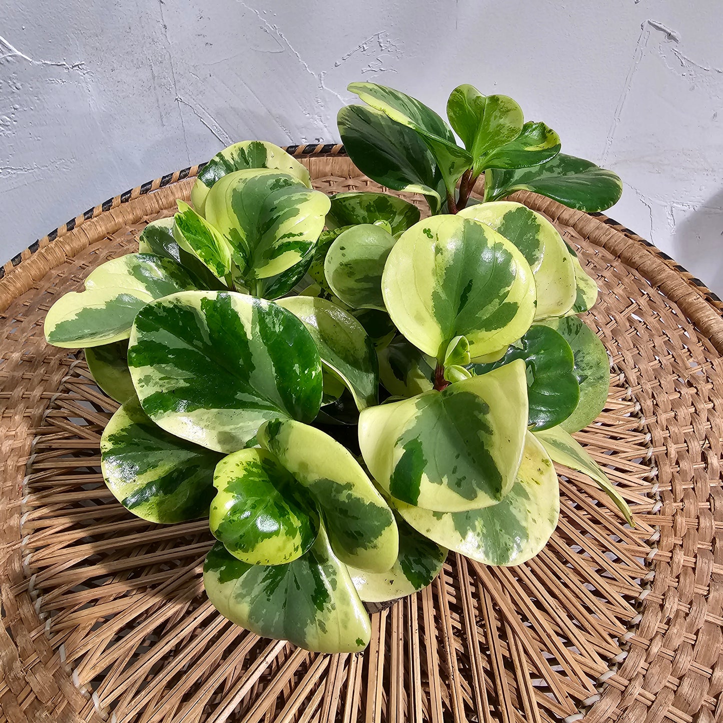 Variegated Yellow Baby Rubber Plant (Peperomia obtusifolia) in a 6 inch pot. Indoor plant for sale by Promise Supply for delivery and pickup in Toronto