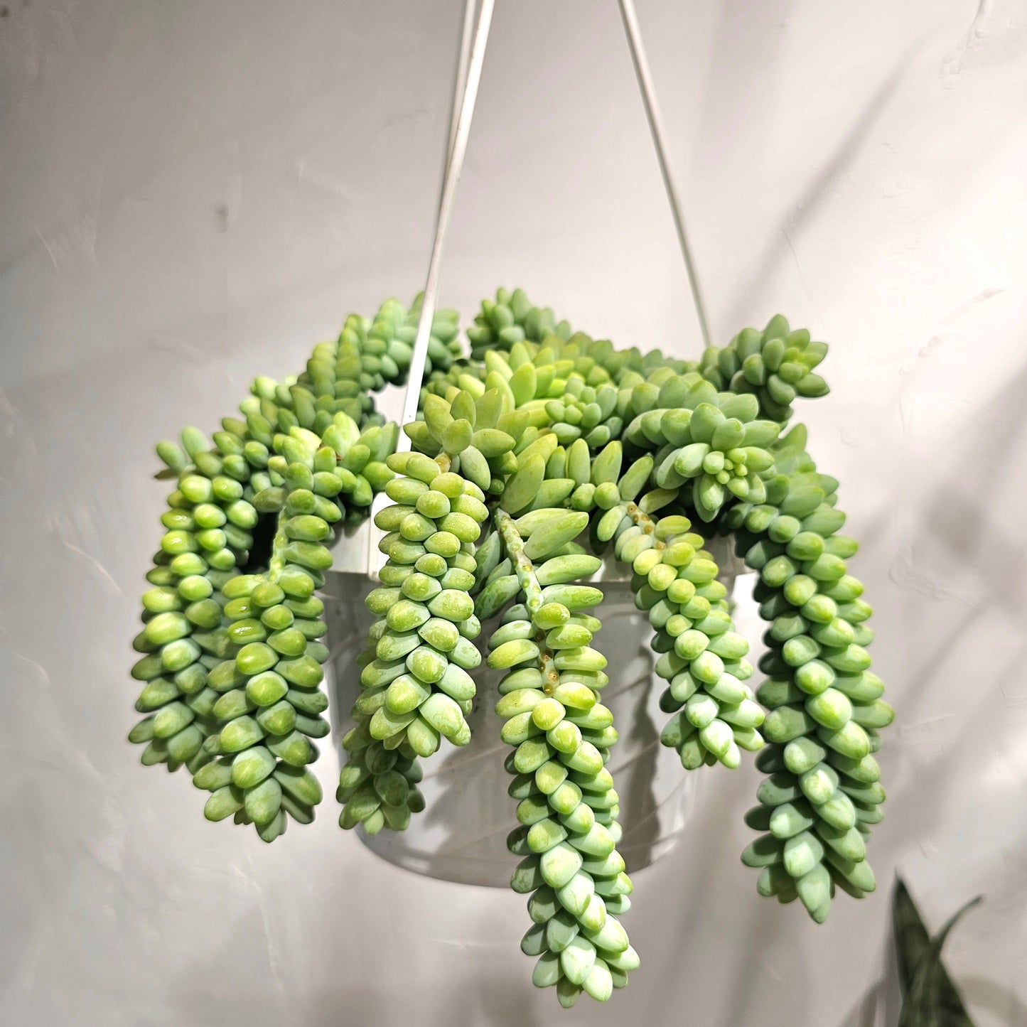 Burro's Tail: Sedum morganianum - 6 inch hanging basket — indoor plant — indoor plant for sale by Promise Supply for delivery and pickup in Toronto.