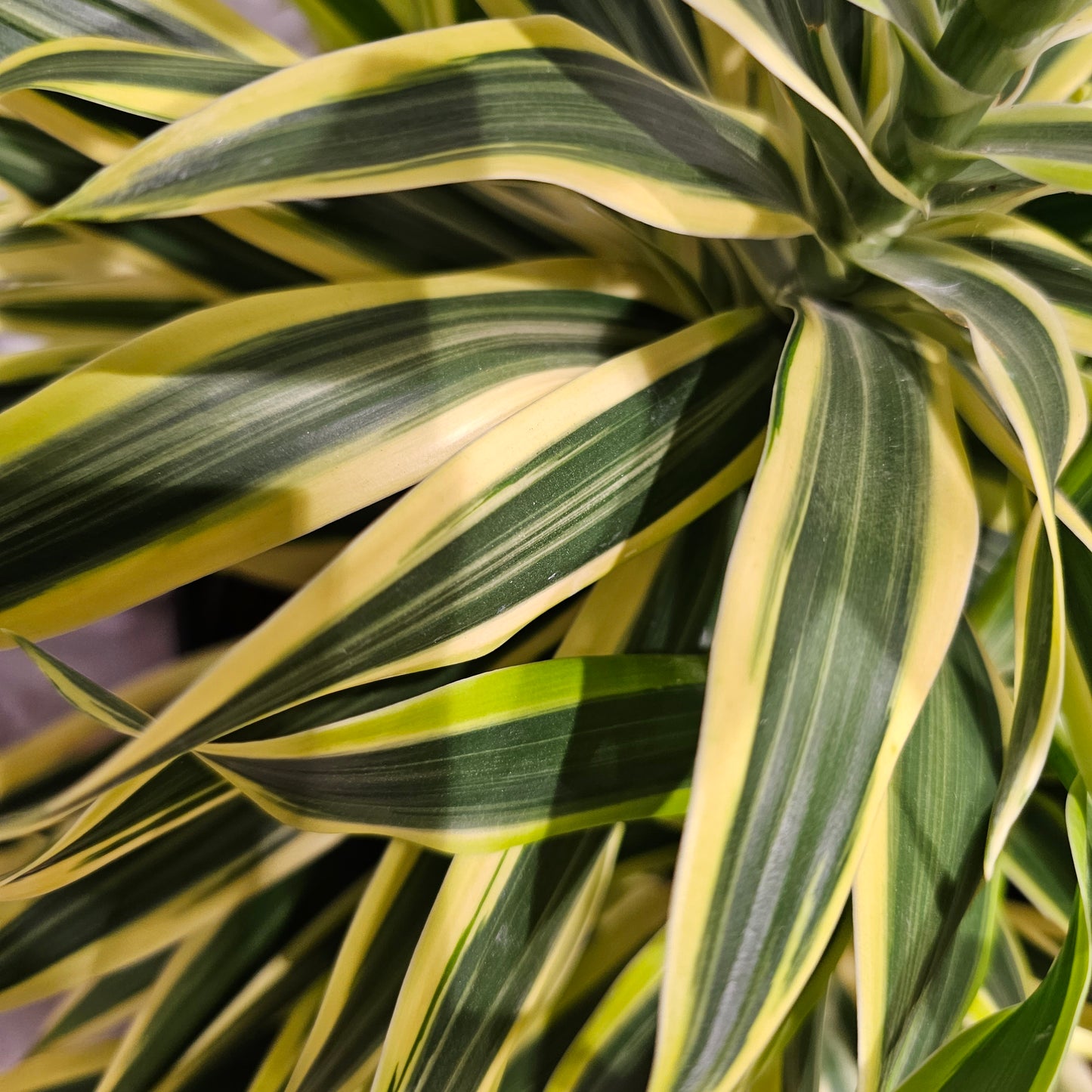Song of India Cane: Dracaena reflexa - 10 inch pot - 1.5-2.5 foot tall — indoor plant — indoor plant for sale by Promise Supply for delivery and pickup in Toronto.