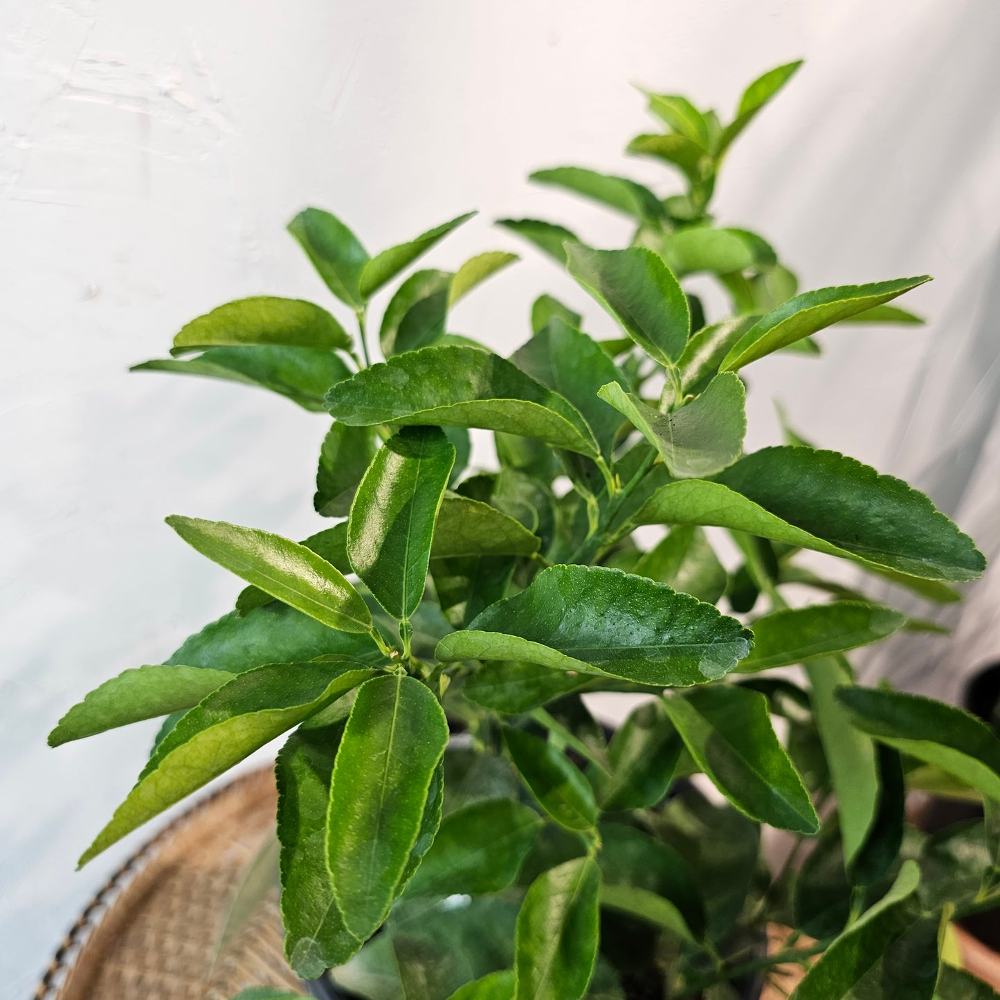 Lime Bush (Citrus × various varieties) in a 10 inch pot. Indoor plant for sale by Promise Supply for delivery and pickup in Toronto