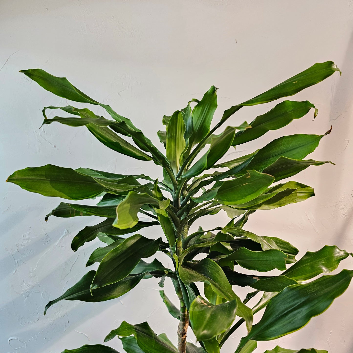 Green Corn Plant Staggered (Dracaena fragrans 'Cintho') in a 10 inch pot. Indoor plant for sale by Promise Supply for delivery and pickup in Toronto
