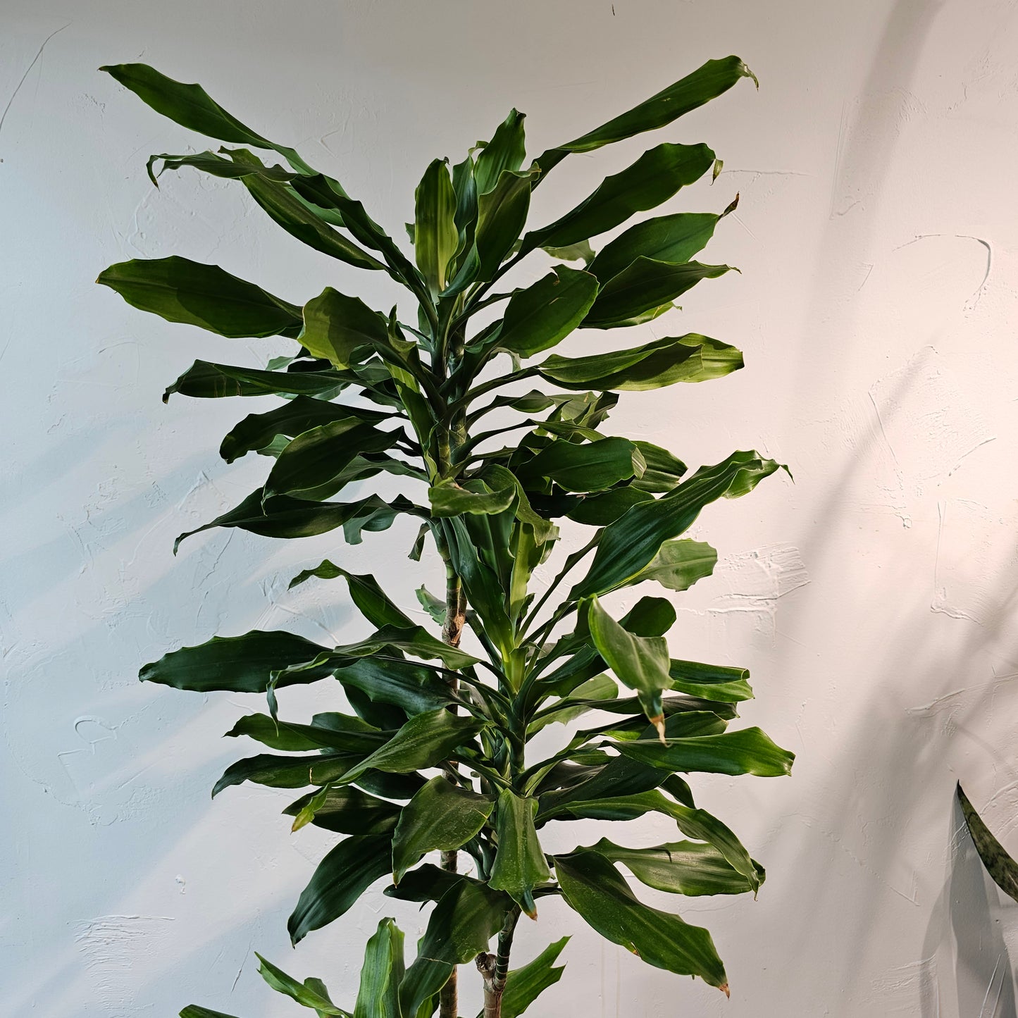 Green Corn Plant Staggered (Dracaena fragrans 'Cintho') in a 10 inch pot. Indoor plant for sale by Promise Supply for delivery and pickup in Toronto