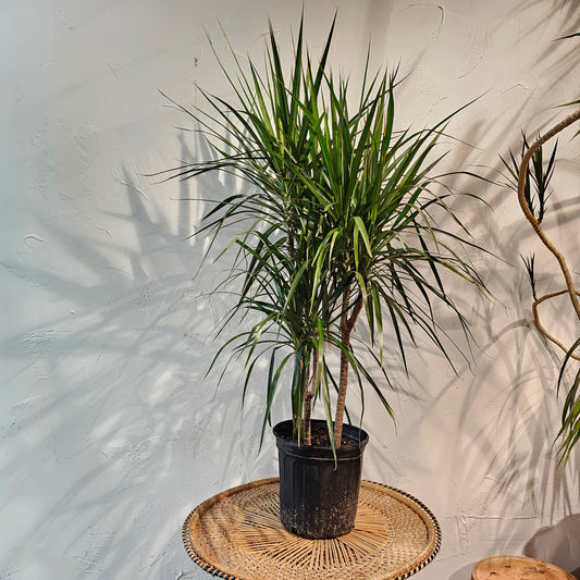 Cutback Staggered Dragon Tree: Dracaena marginata - 8 inch pot - 2 foot tall — indoor plant — indoor plant for sale by Promise Supply for delivery and pickup in Toronto.
