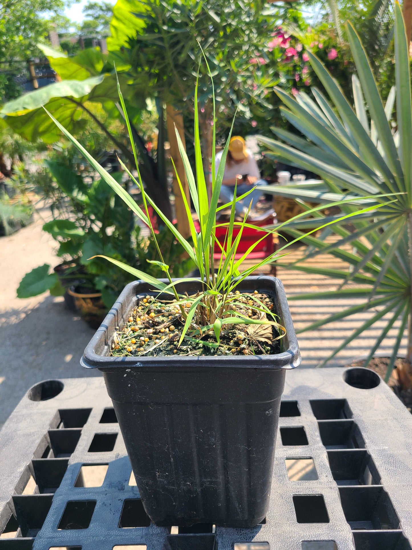 Switch Grass: Panicum Virgatum - 1GAL Pot