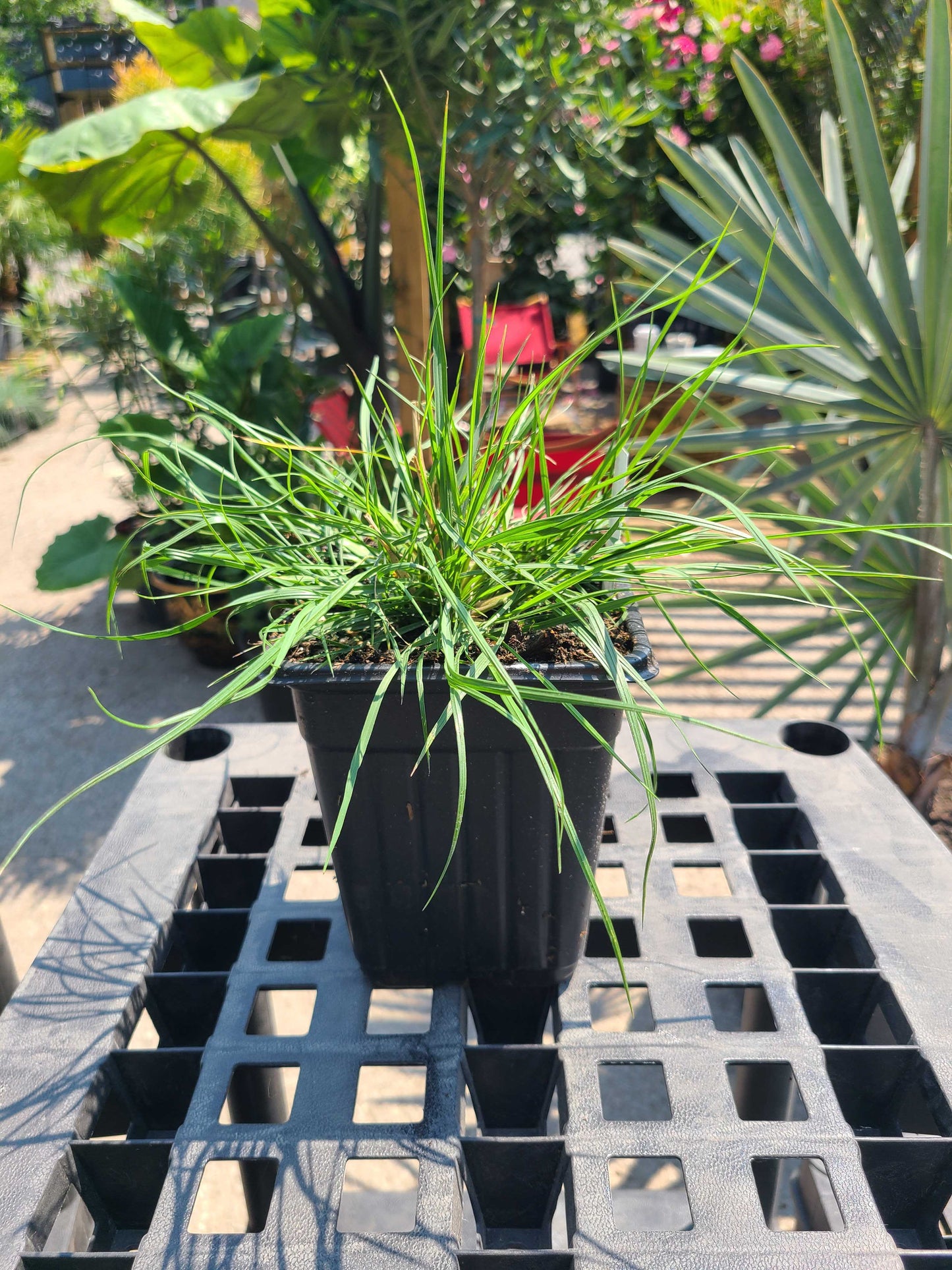 Dwarf Fountain Grass: Pennisetum Alopecuroides 'Hameln' - 1GAL Pot