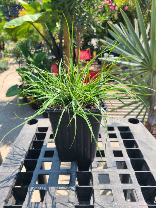 Dwarf Fountain Grass: Pennisetum alopecuroides 'Hameln' - 1GAL Pot