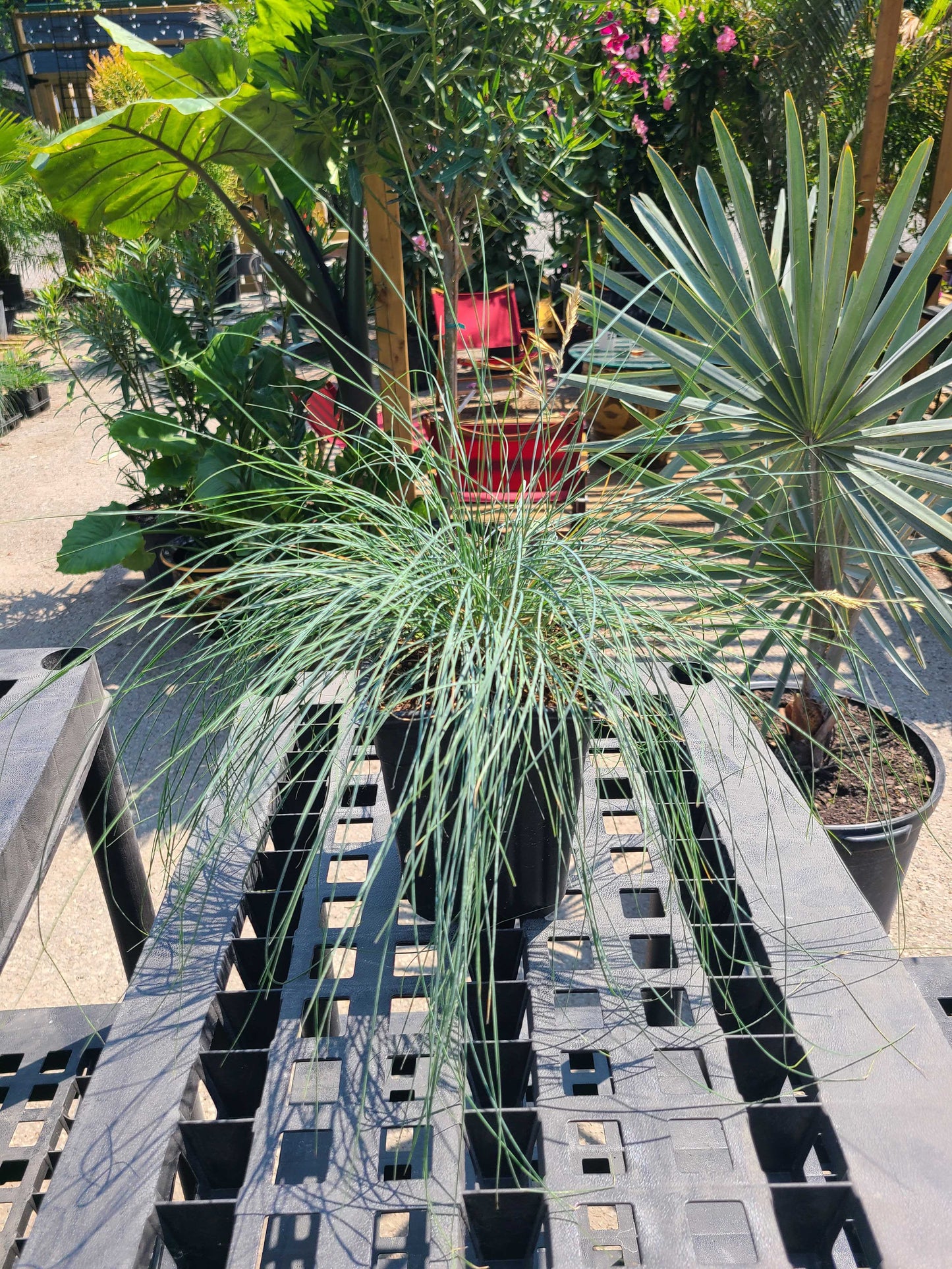 Blue Fescue Grass: Festuca Glauca - 1GAL Pot