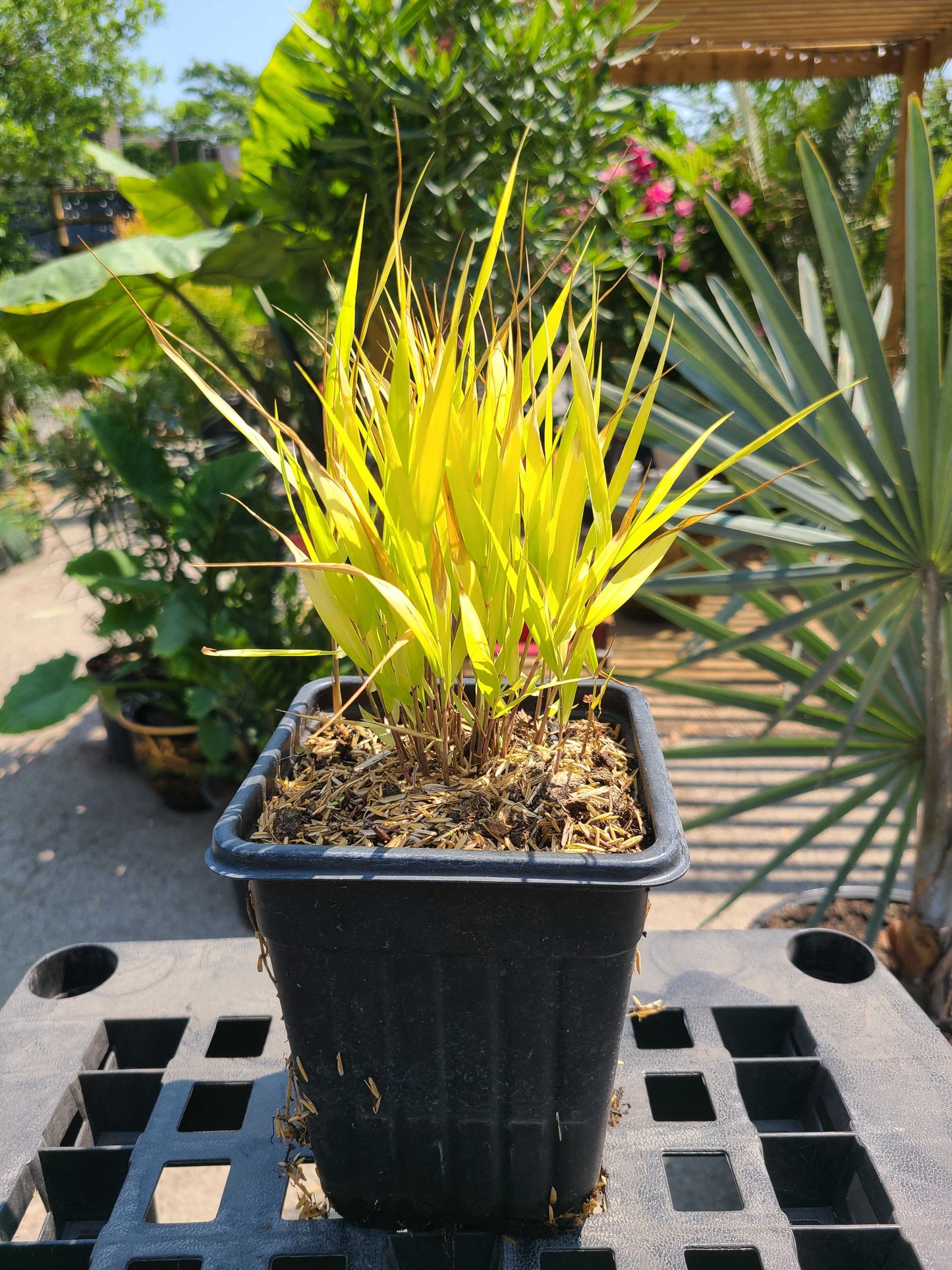 Golden Japanese Forest Grass: Hakonechloa Macra 'All Gold' - 1GAL Pot