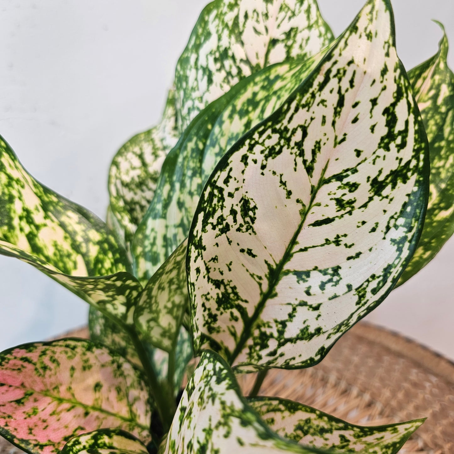 Pink Princess Chinese Evergreen: Aglaonema - 5 inch pot — indoor plant — indoor plant for sale by Promise Supply for delivery and pickup in Toronto.