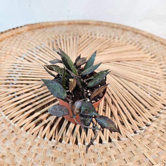 Black Heart Leaf Wax Plant: Hoya krohniana - 4 inch pot — indoor plant — indoor plant for sale by Promise Supply for delivery and pickup in Toronto.