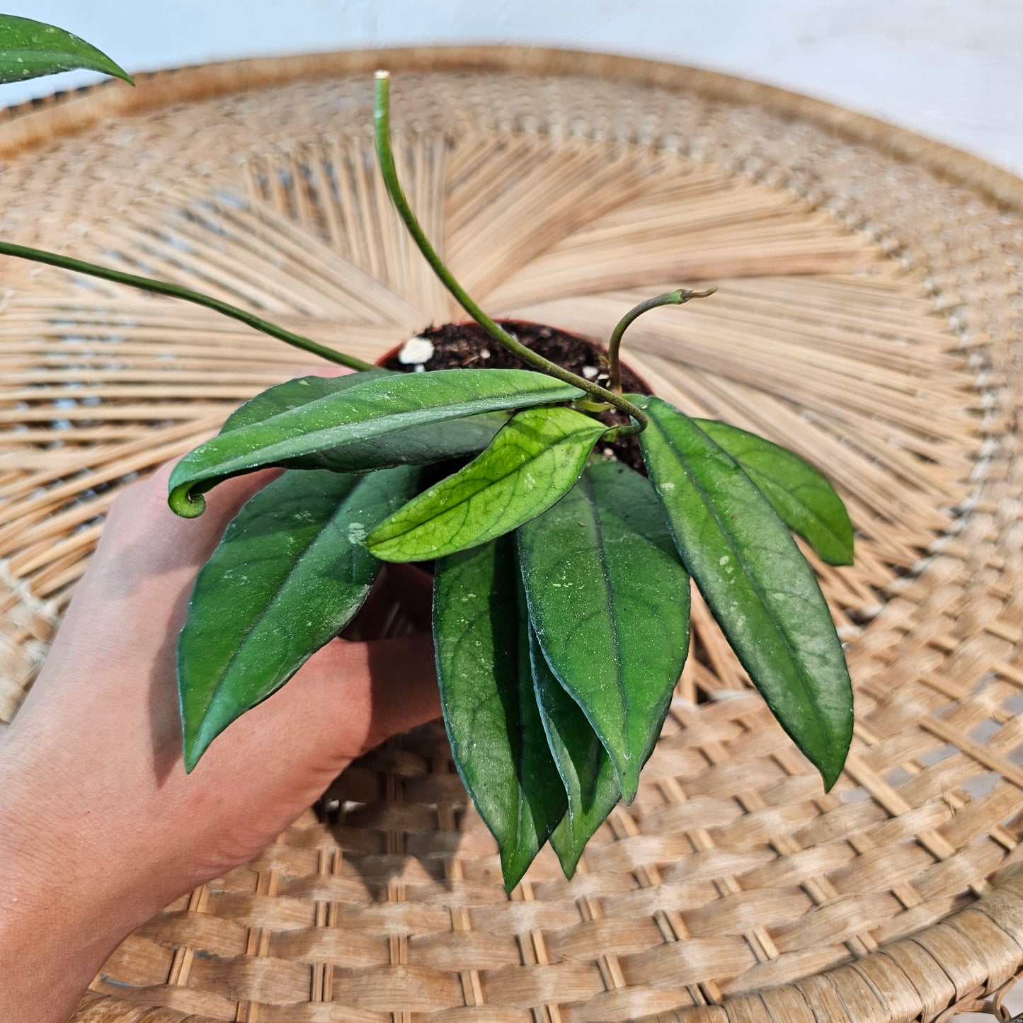 Wax Plant: Hoya Crassipetiolata - 3 inch pot — indoor plant — indoor plant for sale by Promise Supply for delivery and pickup in Toronto.
