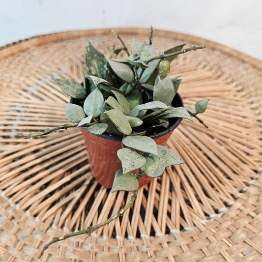 Silver Heart Leaf Wax Plant: Hoya krohniana - 5 inch pot — indoor plant — indoor plant for sale by Promise Supply for delivery and pickup in Toronto.