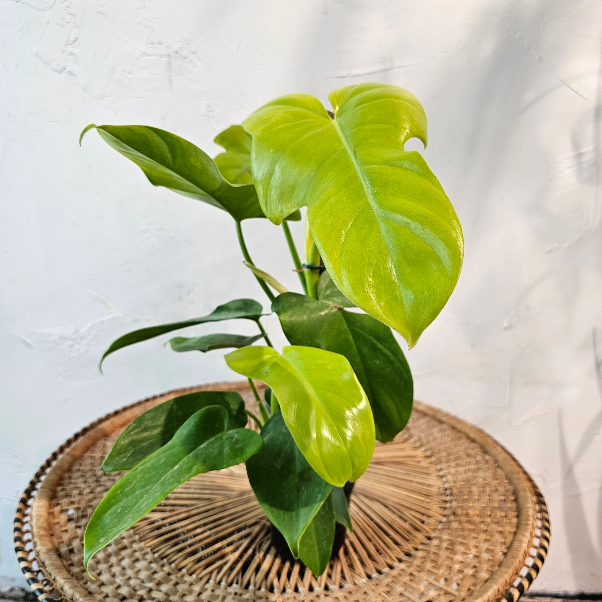Golden Violin: Philodendron bipennifolium 'Aurea' - 4 inch pot — indoor plant — indoor plant for sale by Promise Supply for delivery and pickup in Toronto.