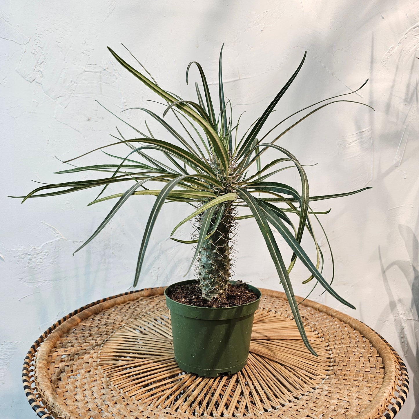 Madagascar Palm: Pachypodium lamerei - 6 inch pot — indoor plant — indoor plant for sale by Promise Supply for delivery and pickup in Toronto.