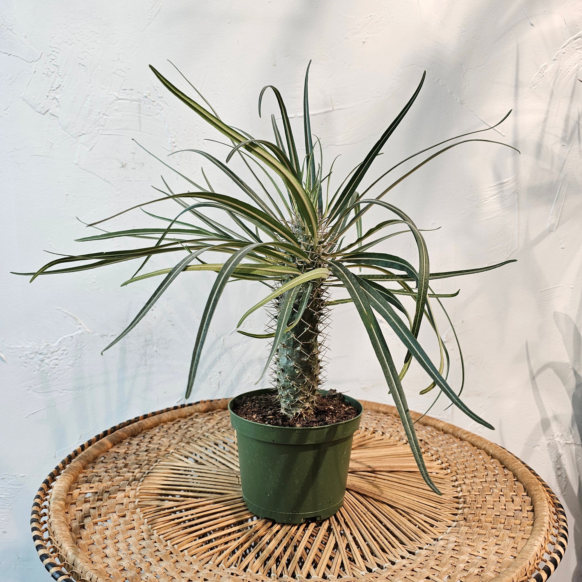 Madagascar Palm: Pachypodium lamerei - 6 inch pot — indoor plant — indoor plant for sale by Promise Supply for delivery and pickup in Toronto.