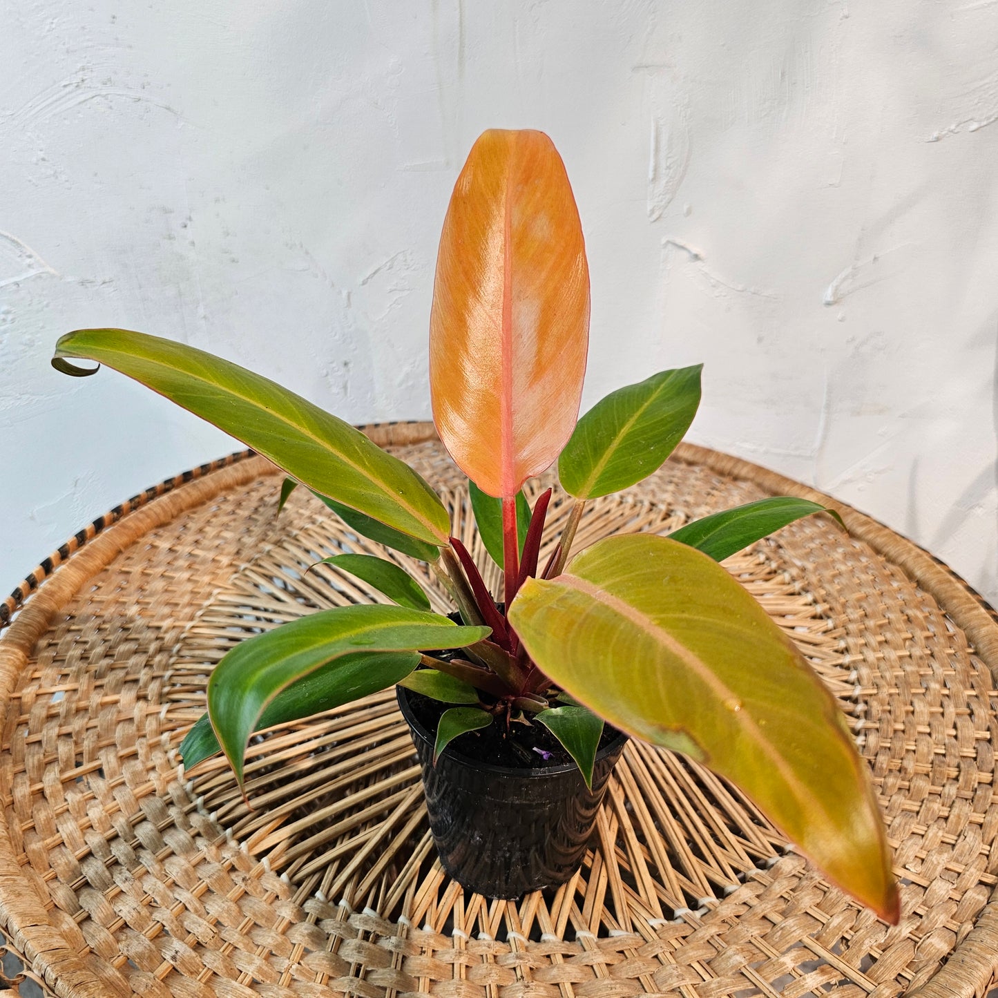 Sun Red: Philodendron Selloum Hybrid - 4 inch pot — indoor plant — indoor plant for sale by Promise Supply for delivery and pickup in Toronto.
