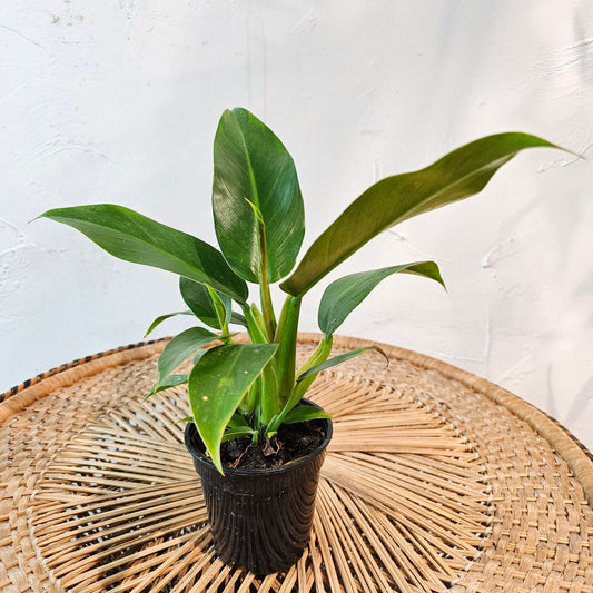 Birdnest Plant: Philodendron wendlandii - 4 inch pot — indoor plant — indoor plant for sale by Promise Supply for delivery and pickup in Toronto.