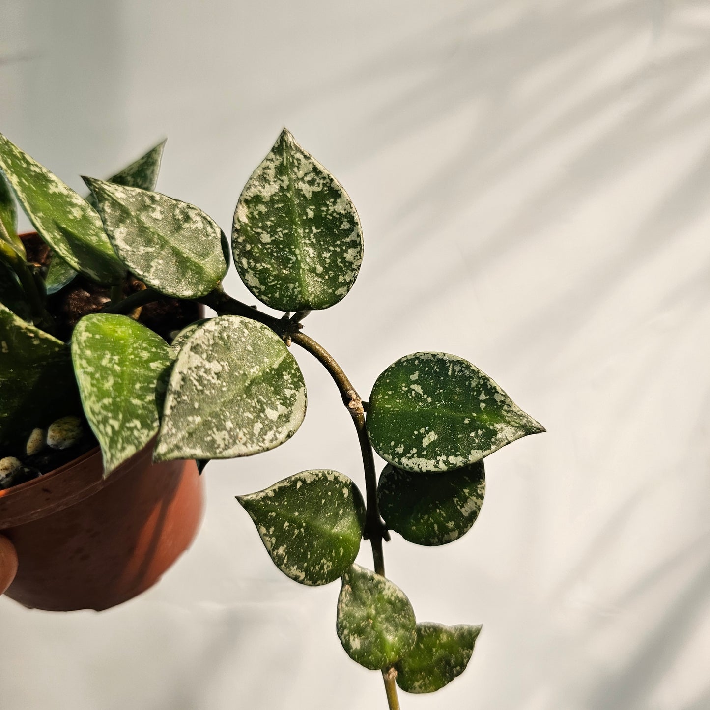 Splash Heart Leaf Wax Plant: Hoya krohniana - 4 inch pot — indoor plant — indoor plant for sale by Promise Supply for delivery and pickup in Toronto.