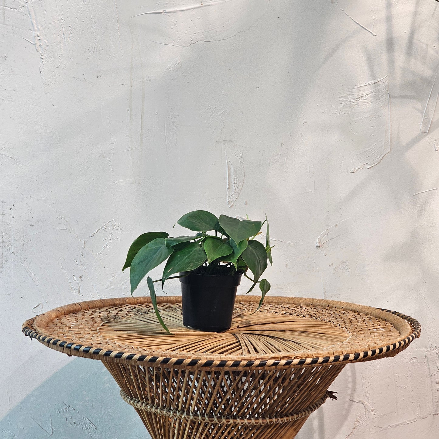 Heart Leaf: Philodendron cordatum - 4 inch pot — indoor plant — indoor plant for sale by Promise Supply for delivery and pickup in Toronto.